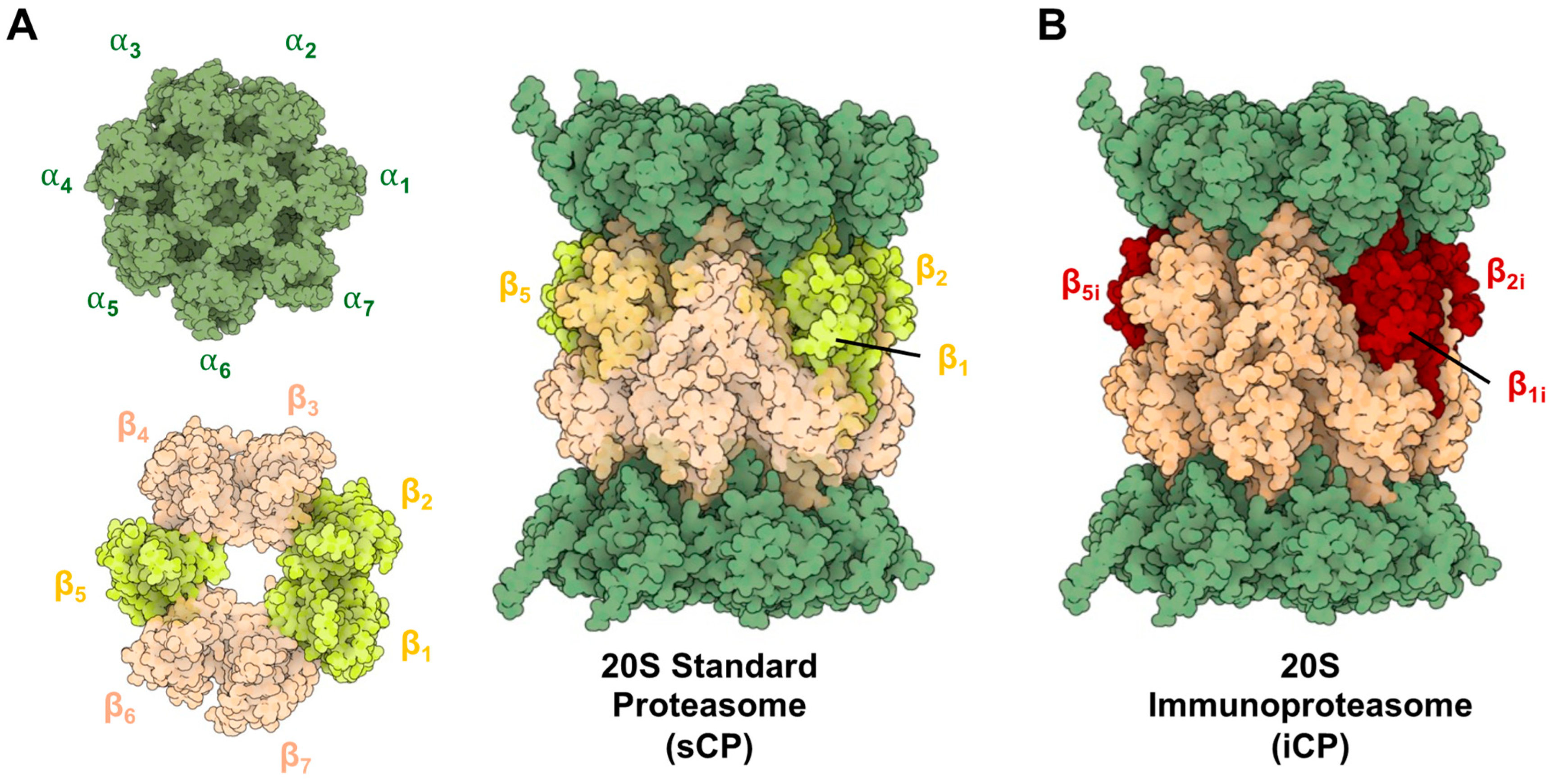 Molecules 29 03356 g001