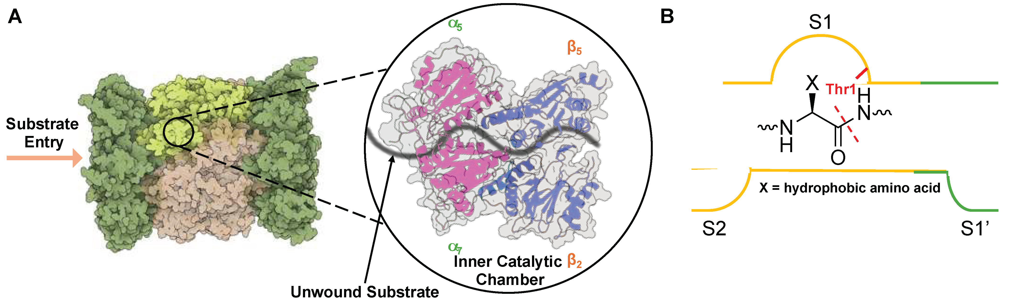 Molecules 29 03356 g004