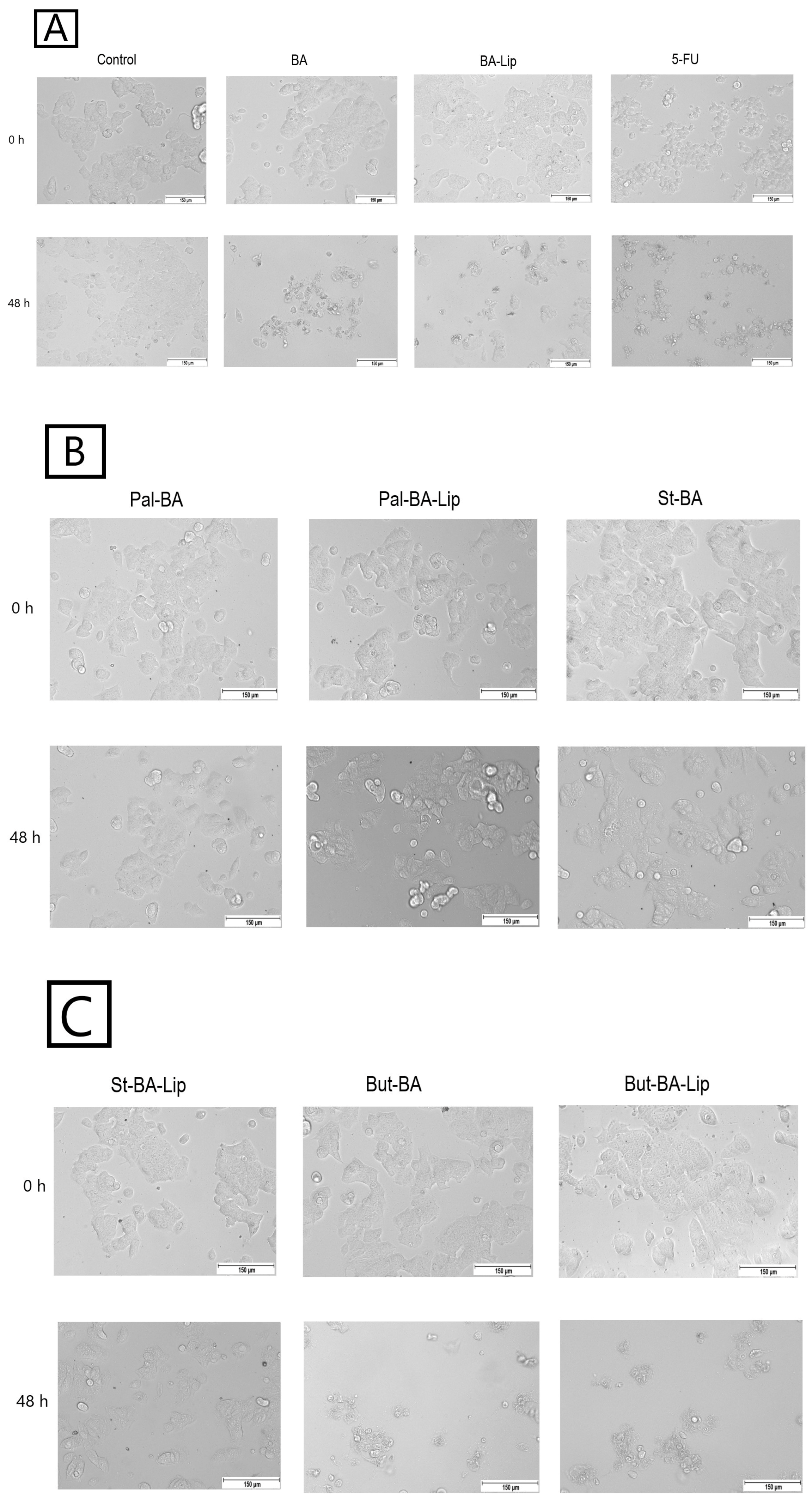 Molecules 29 03399 g005