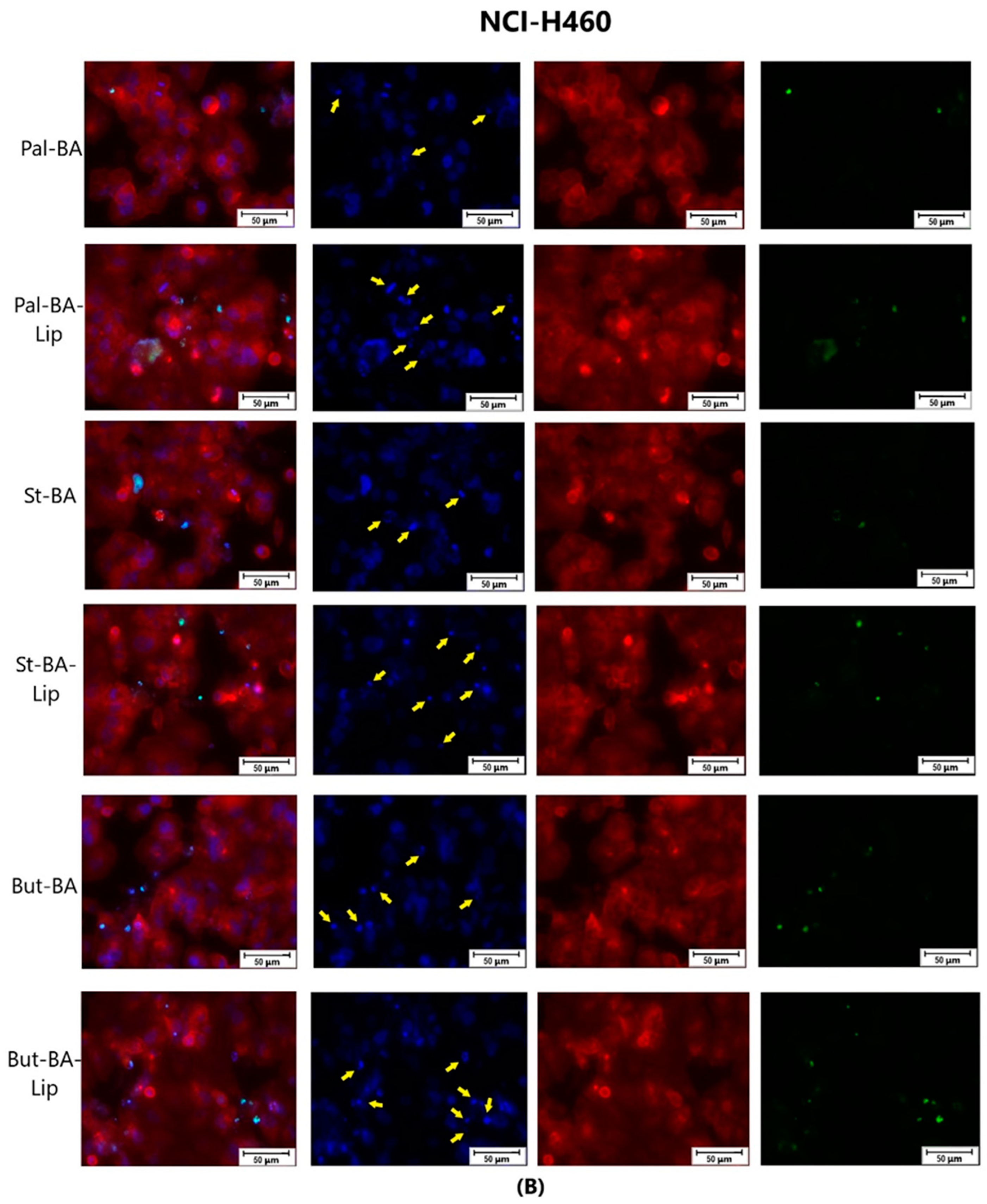 Molecules 29 03399 g010b