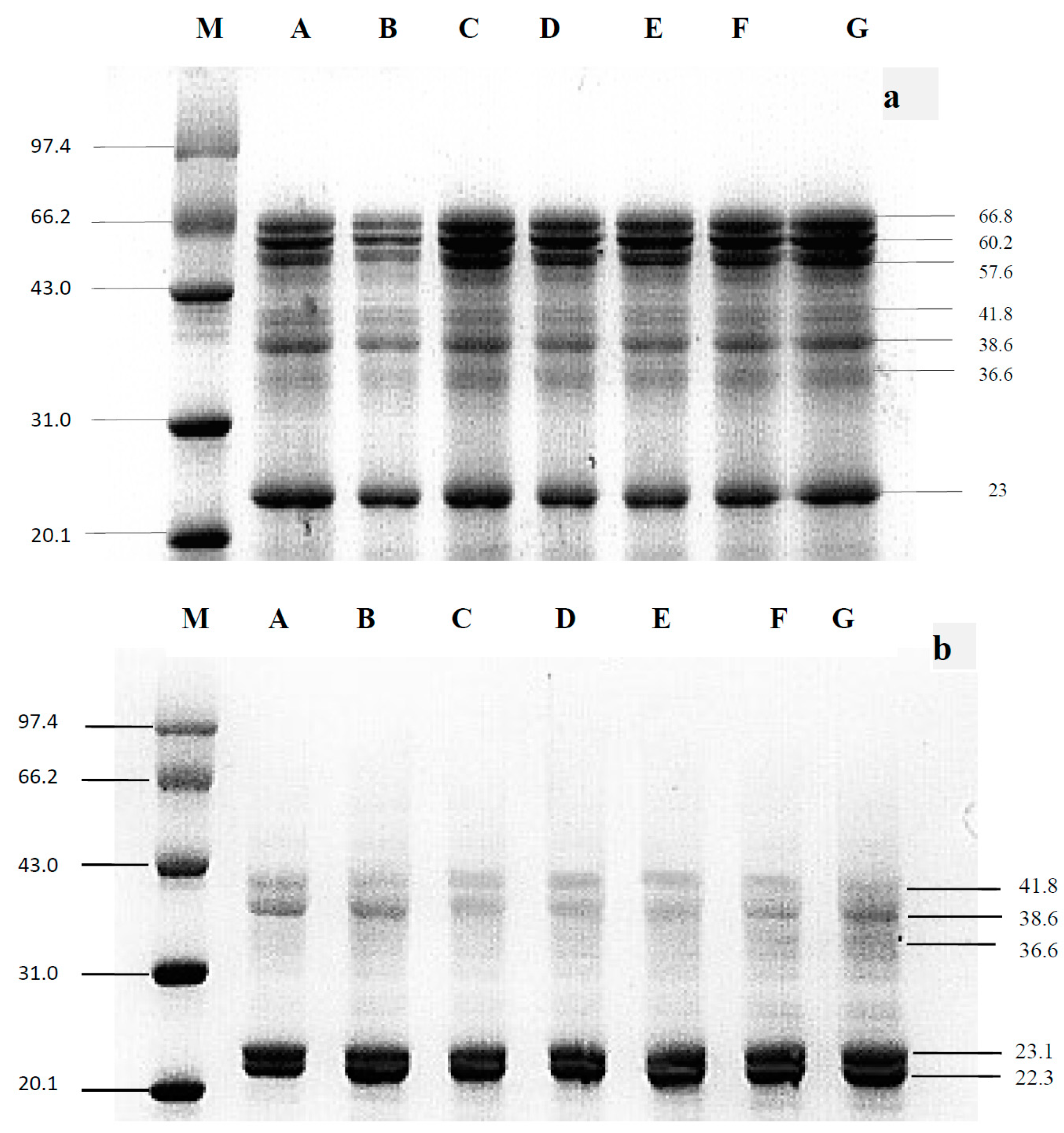Molecules 29 03590 g001