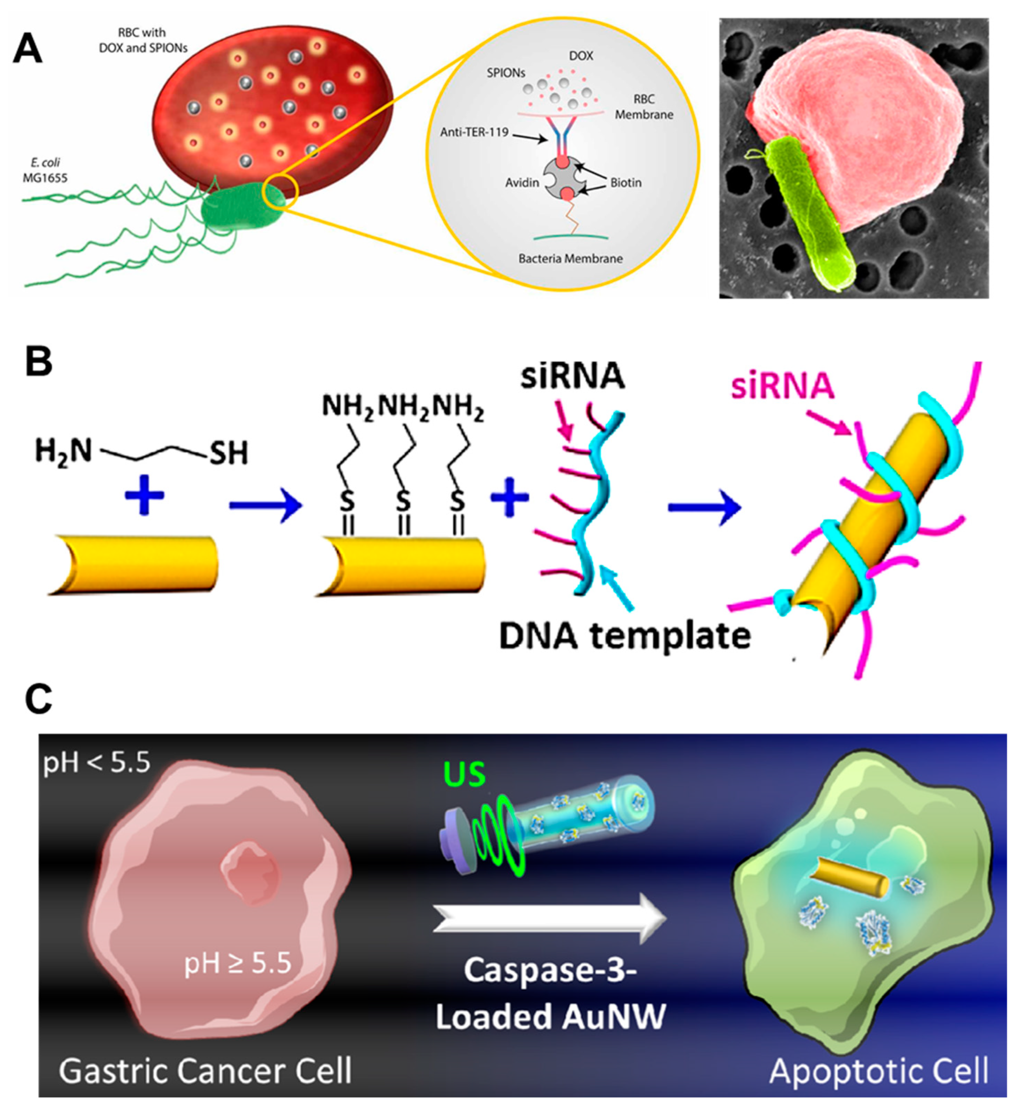 Molecules 29 03663 g002