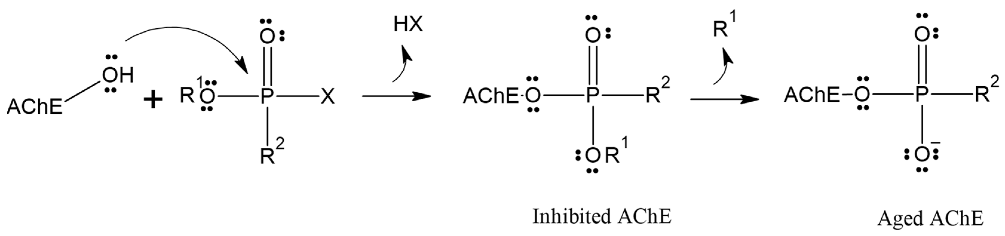 Molecules 29 03684 g001