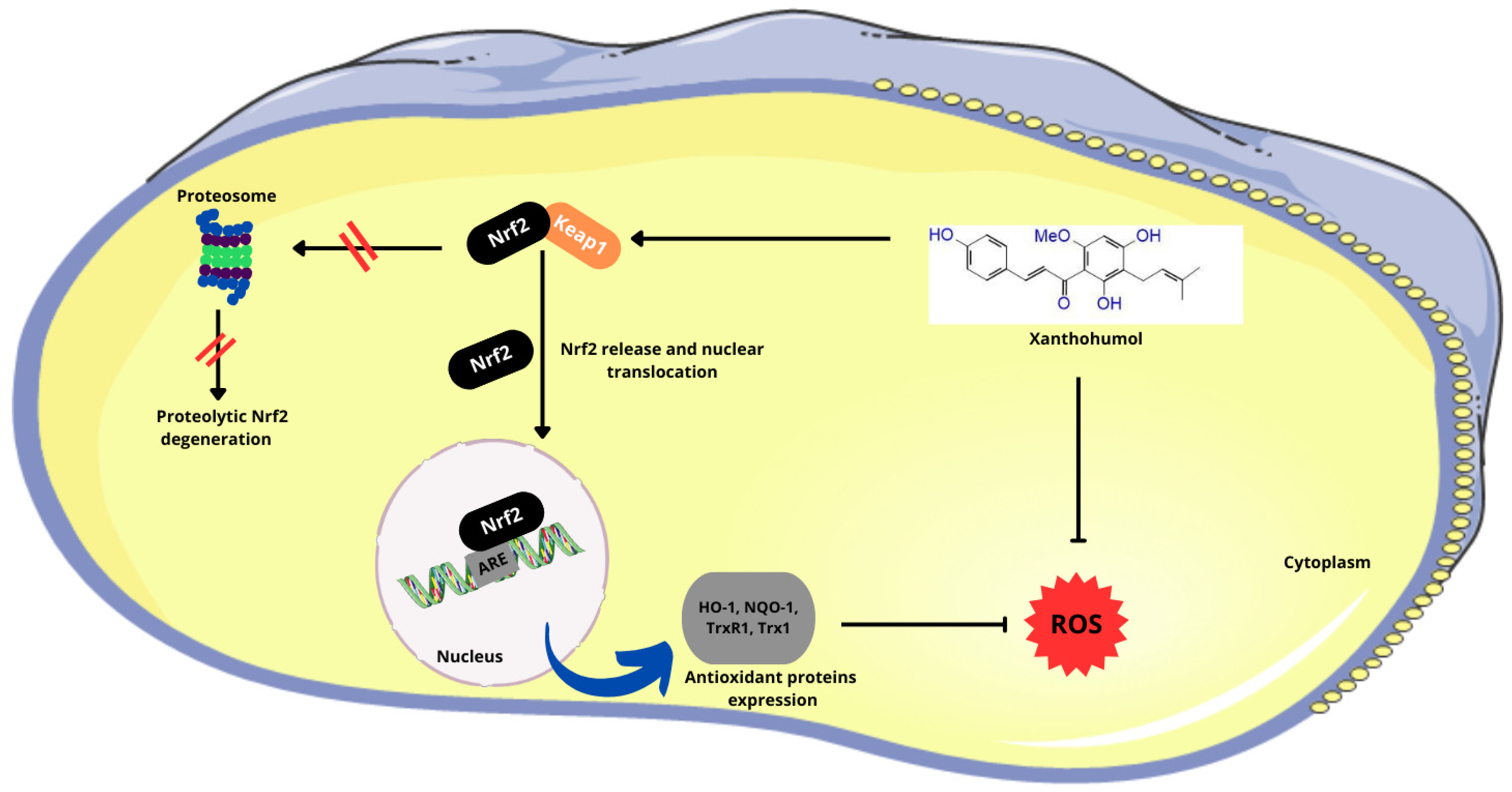 Molecules 29 03732 g004