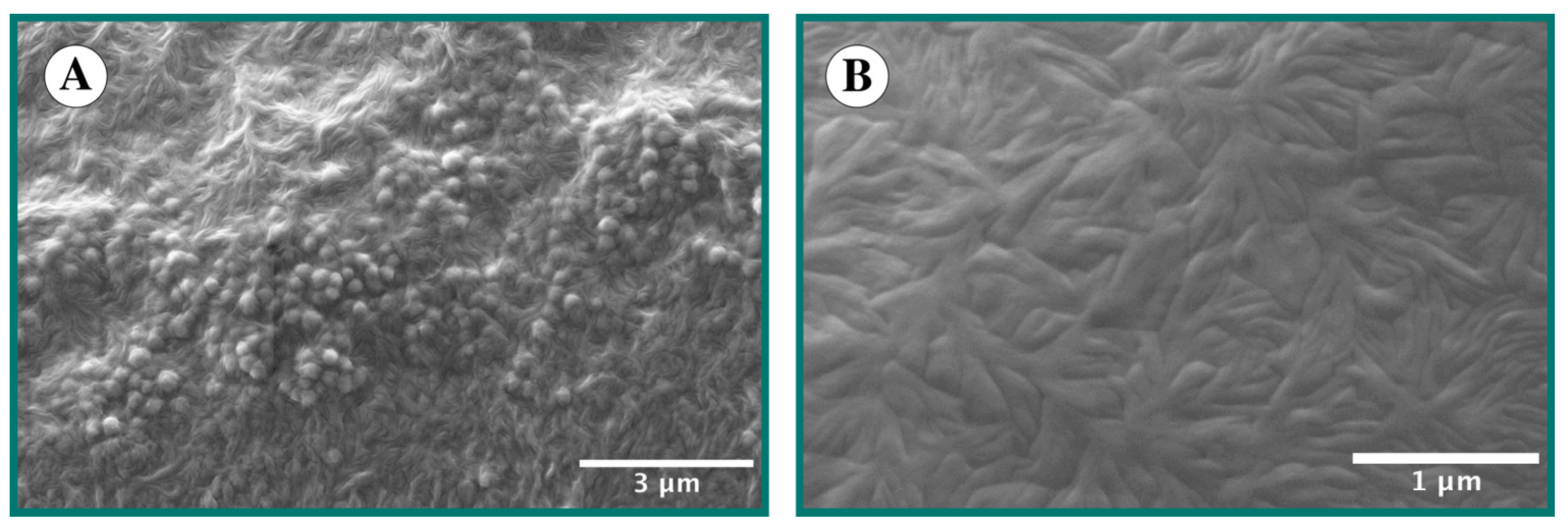 Molecules 29 03766 g003