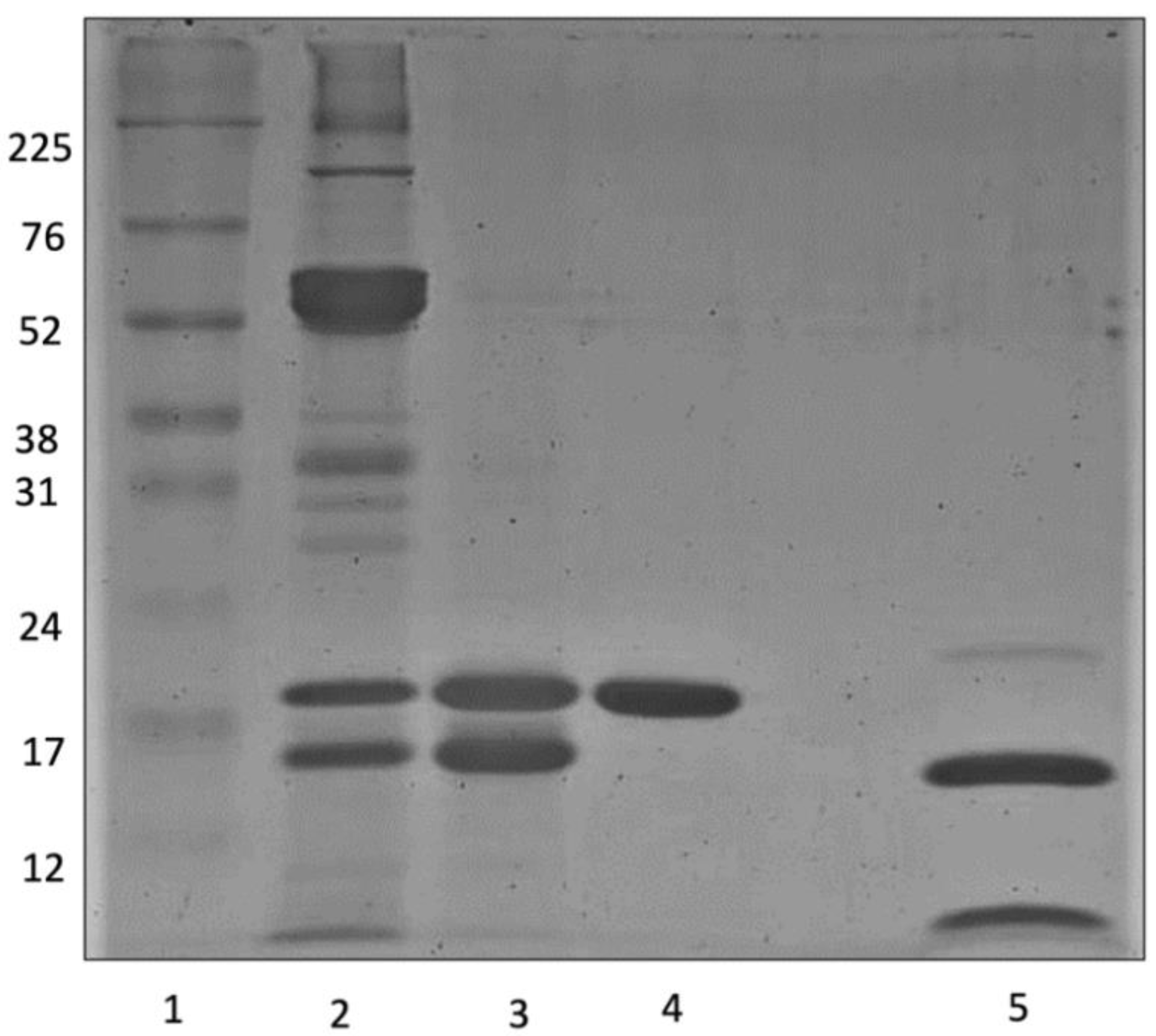 Molecules 29 03777 g003