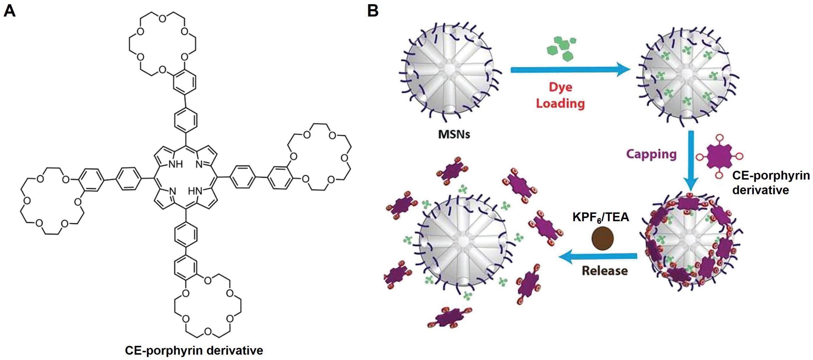 Molecules 29 03828 g004