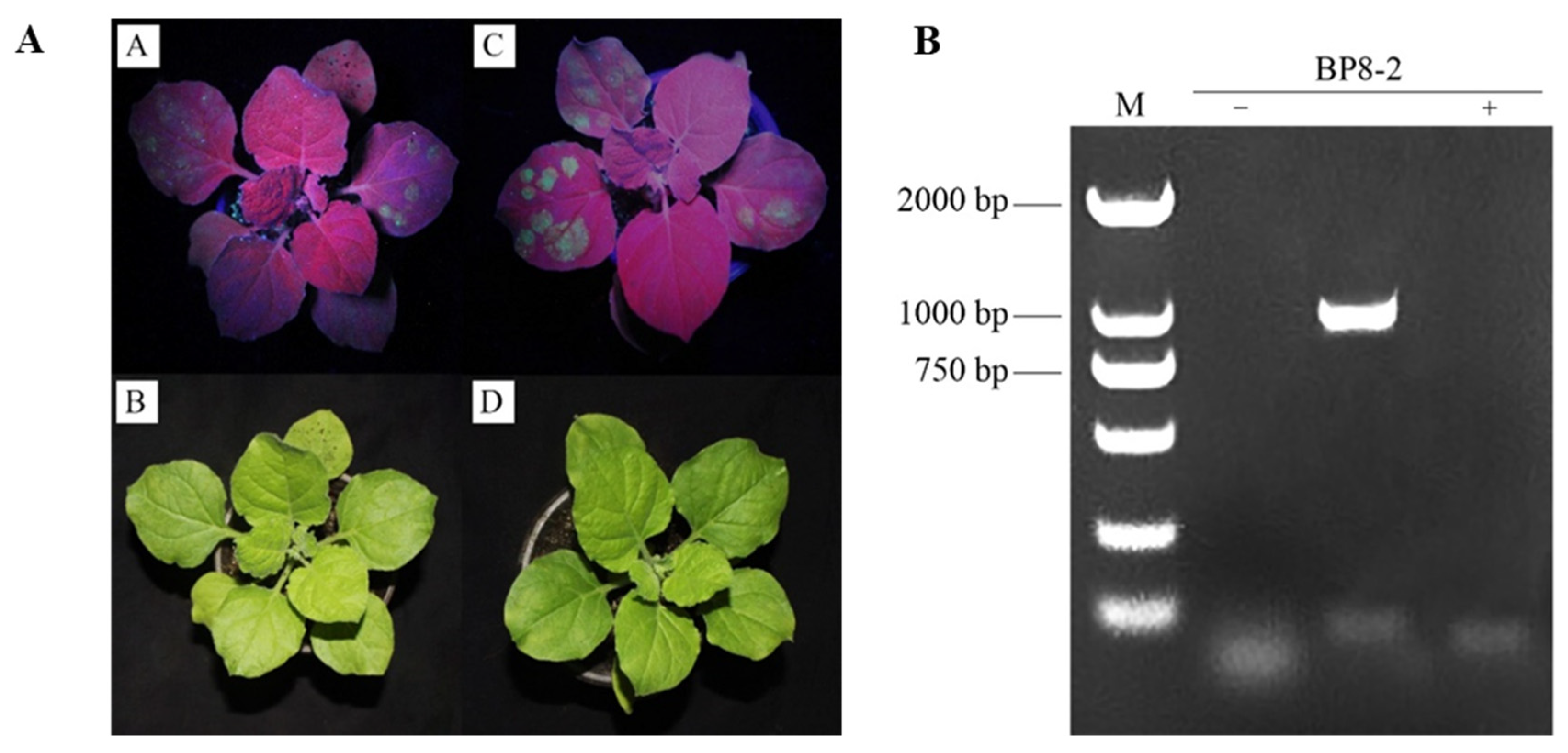 Molecules 29 03876 g002