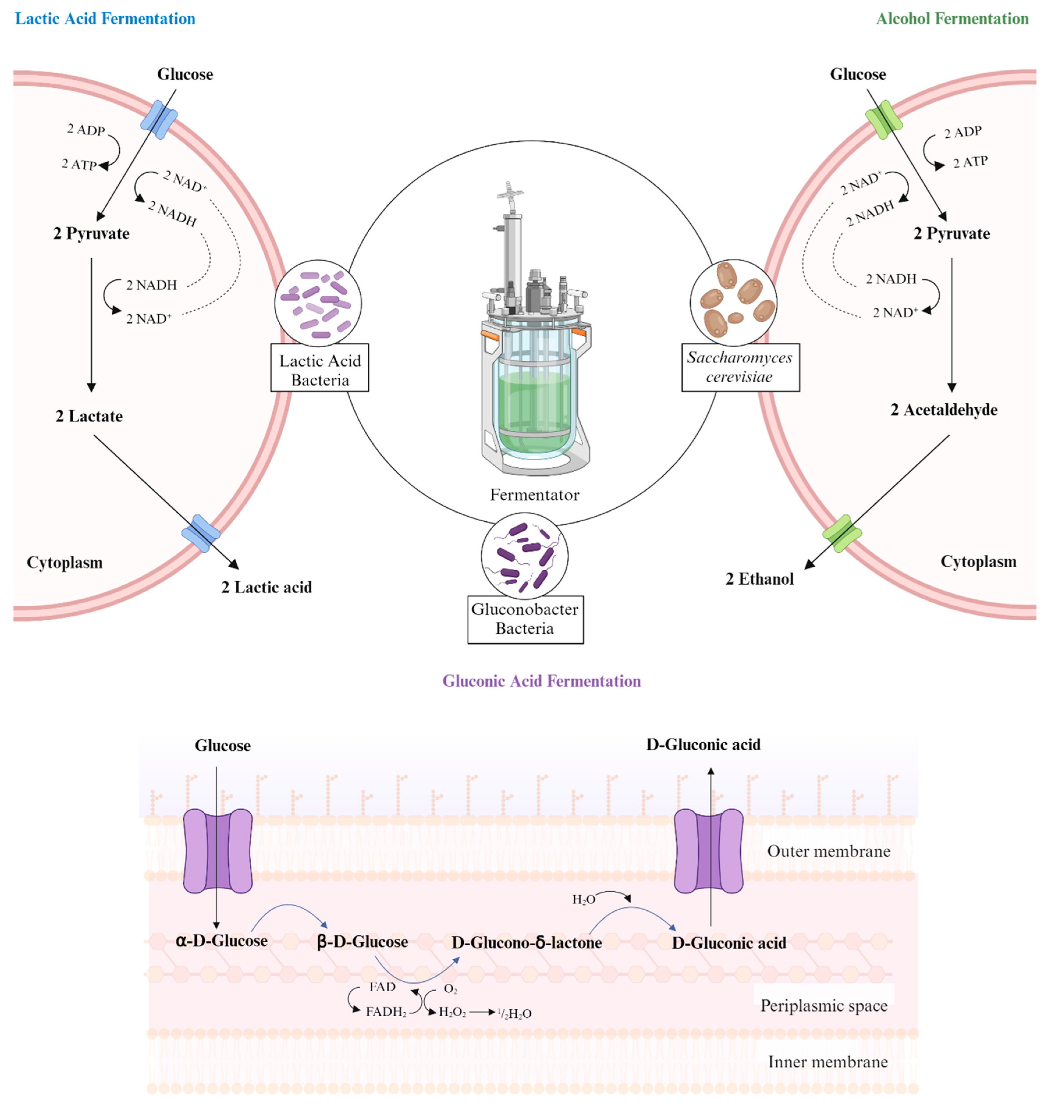 Molecules 29 03941 g001 Molecules 29 03941 g001