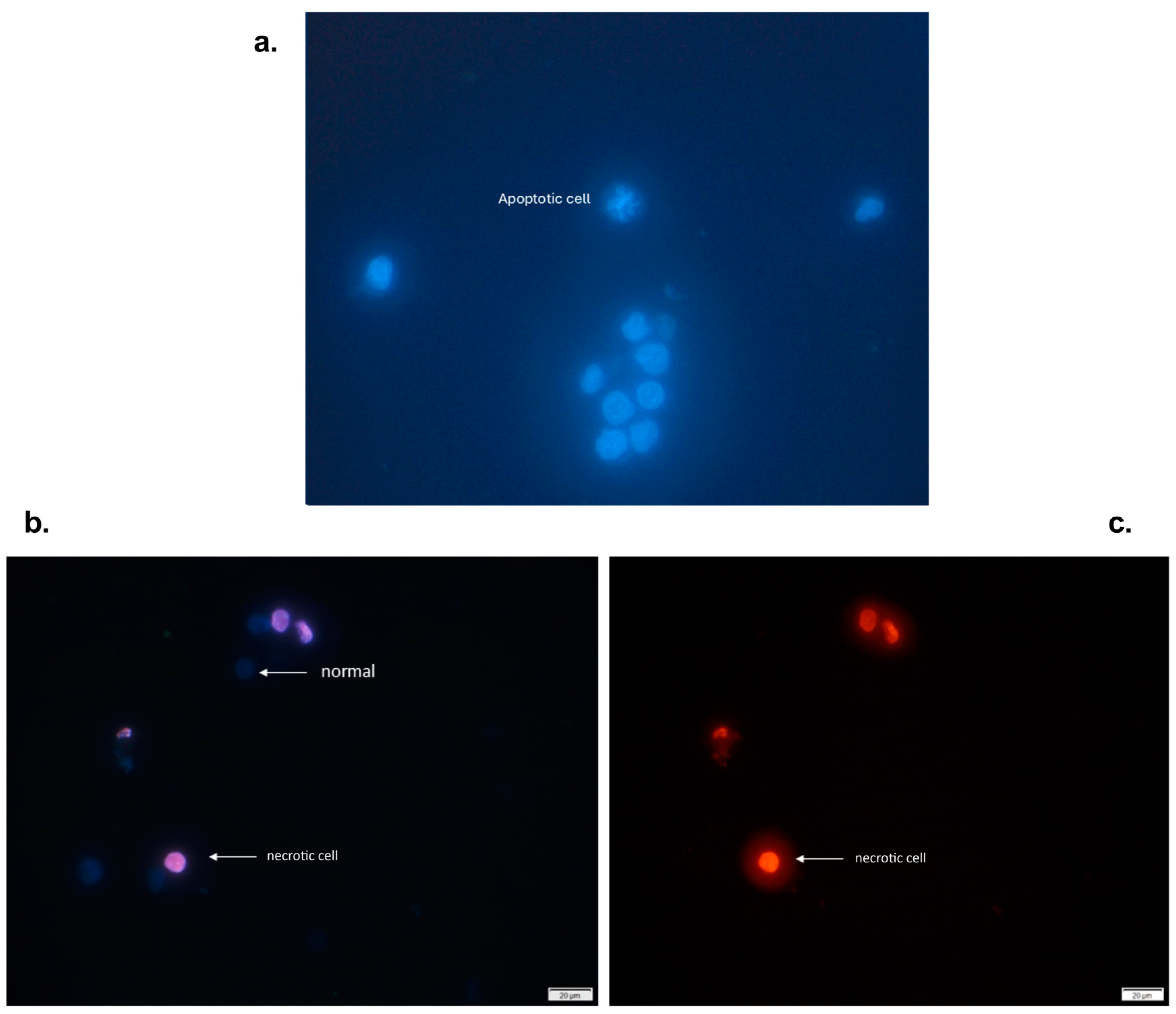 Molecules 29 03986 g002