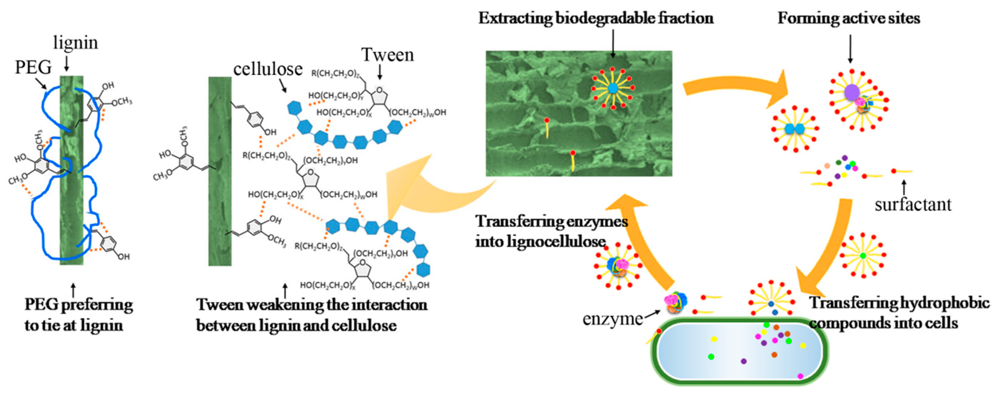 Molecules 29 04061 g006