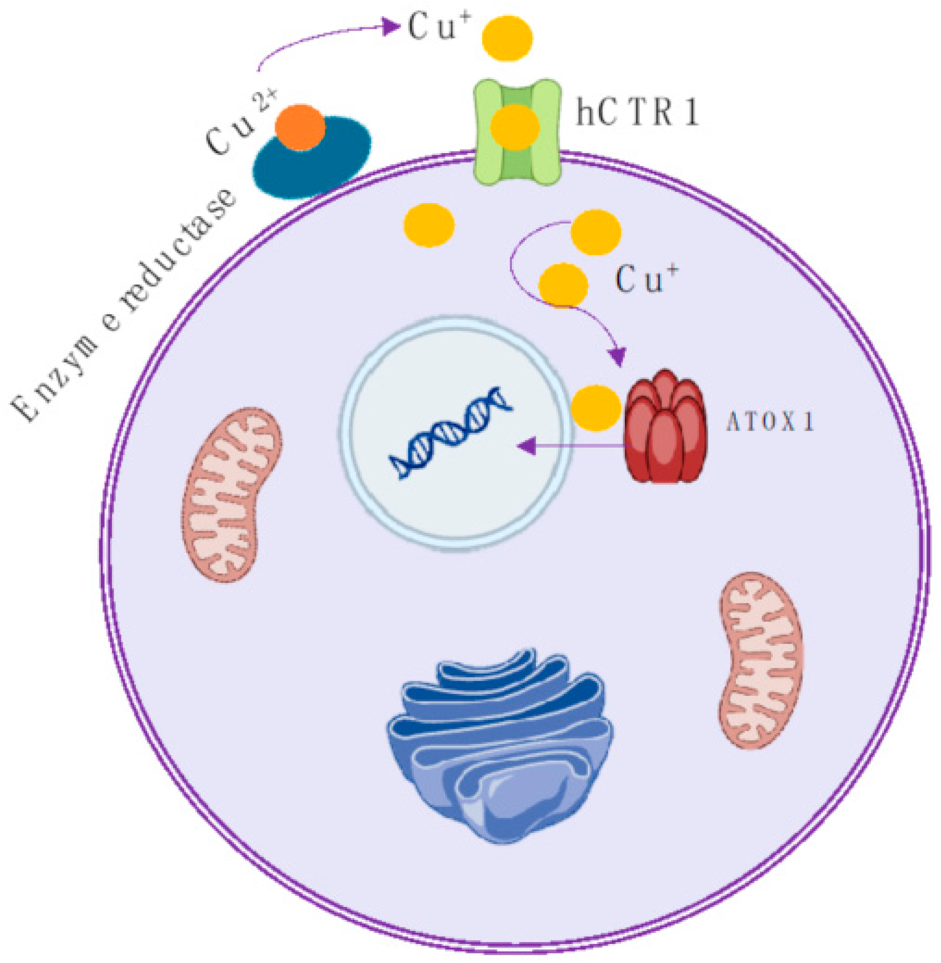 Molecules 29 04085 g001 Molecules 29 04085 g001