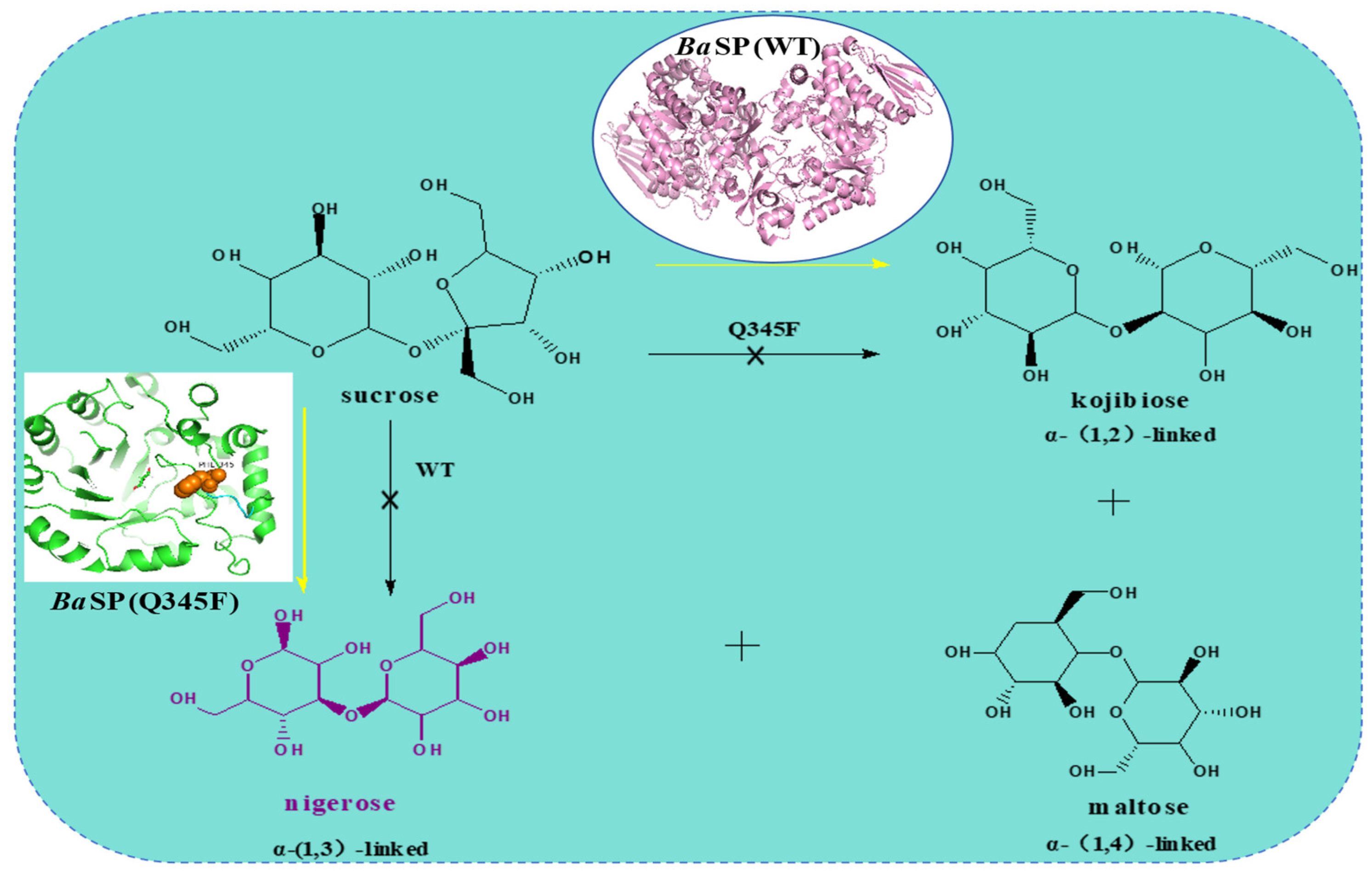 Molecules 29 04086 g008
