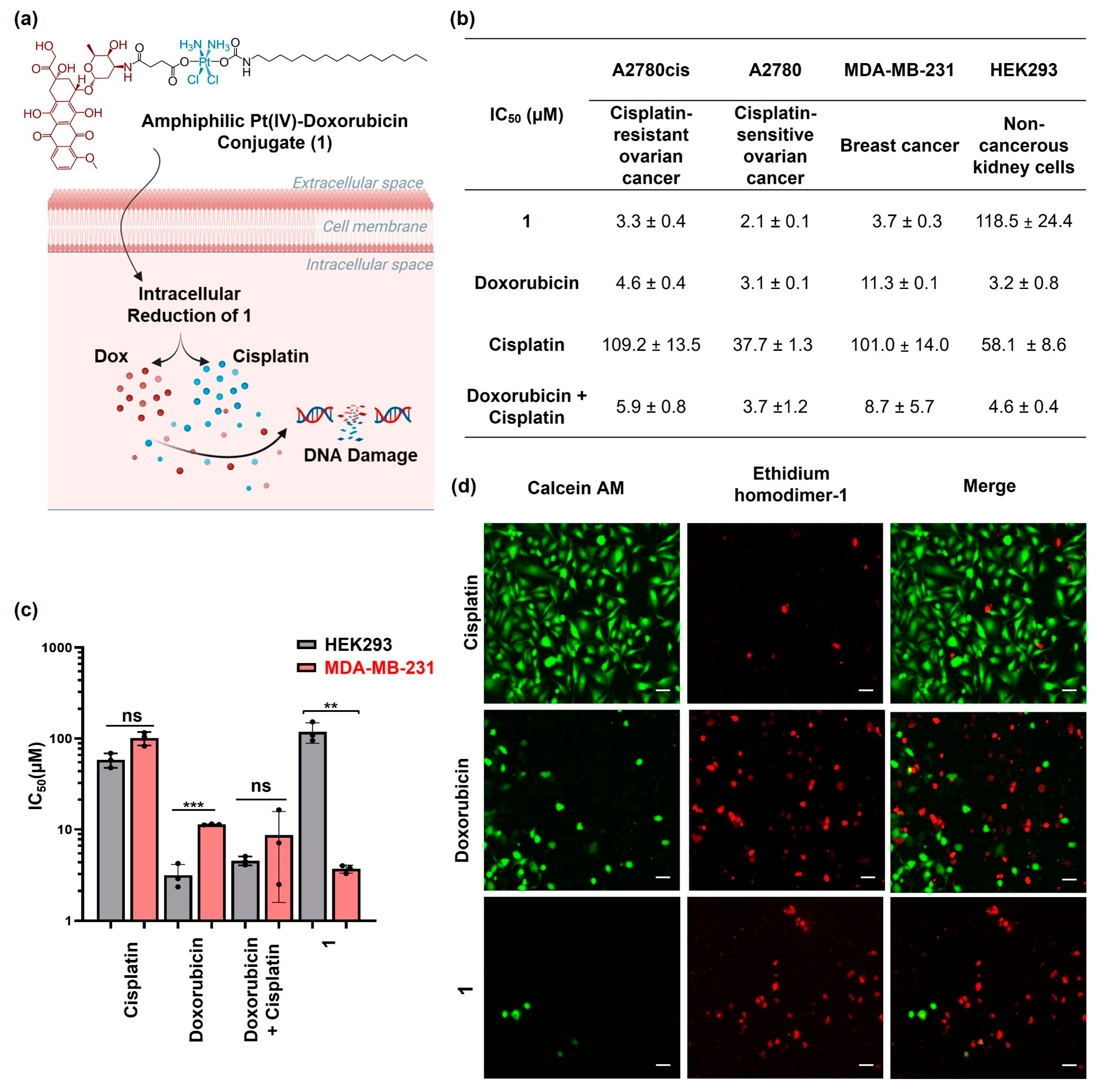 Molecules 29 04095 g001