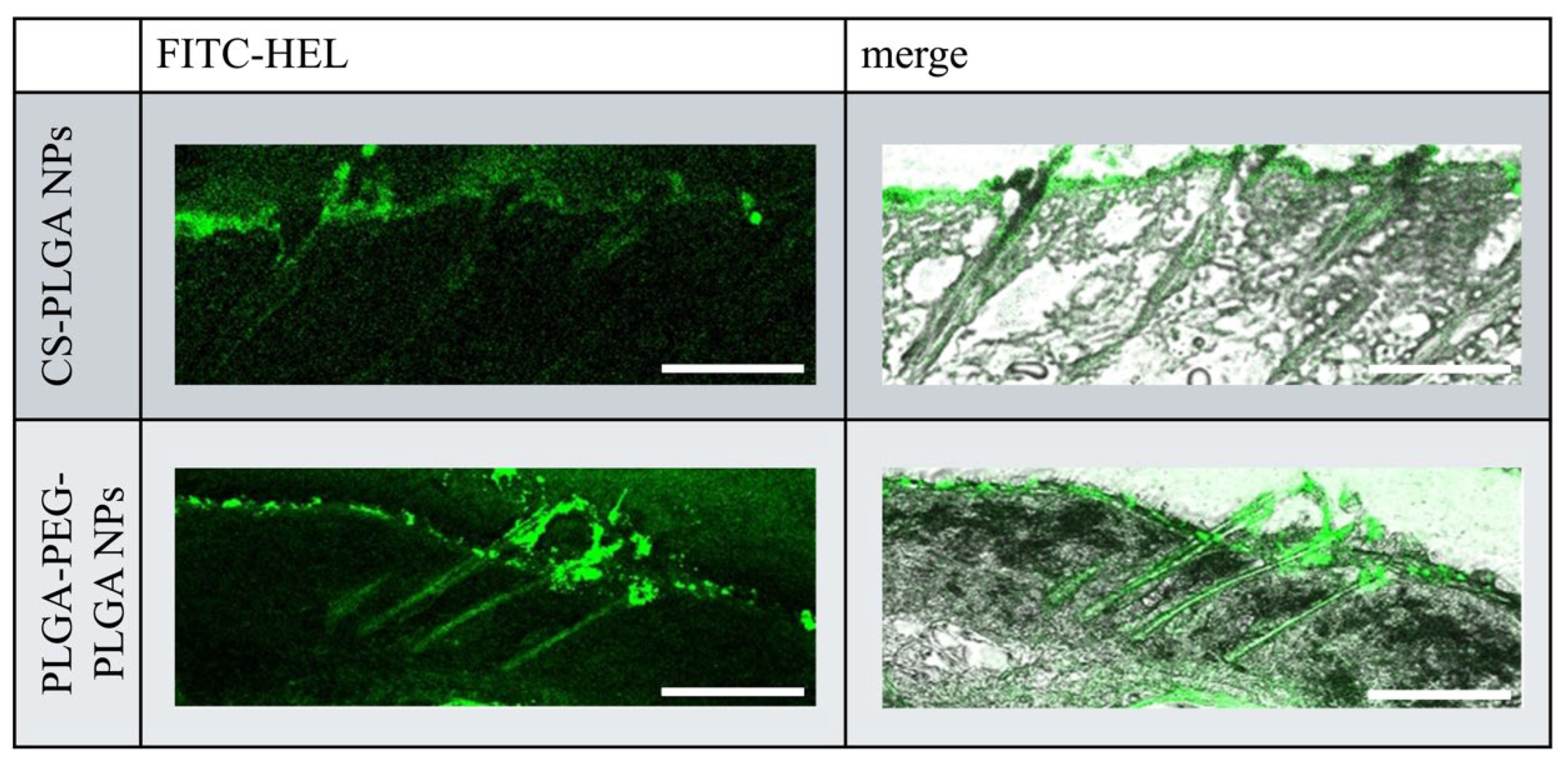 Molecules 29 04123 g004
