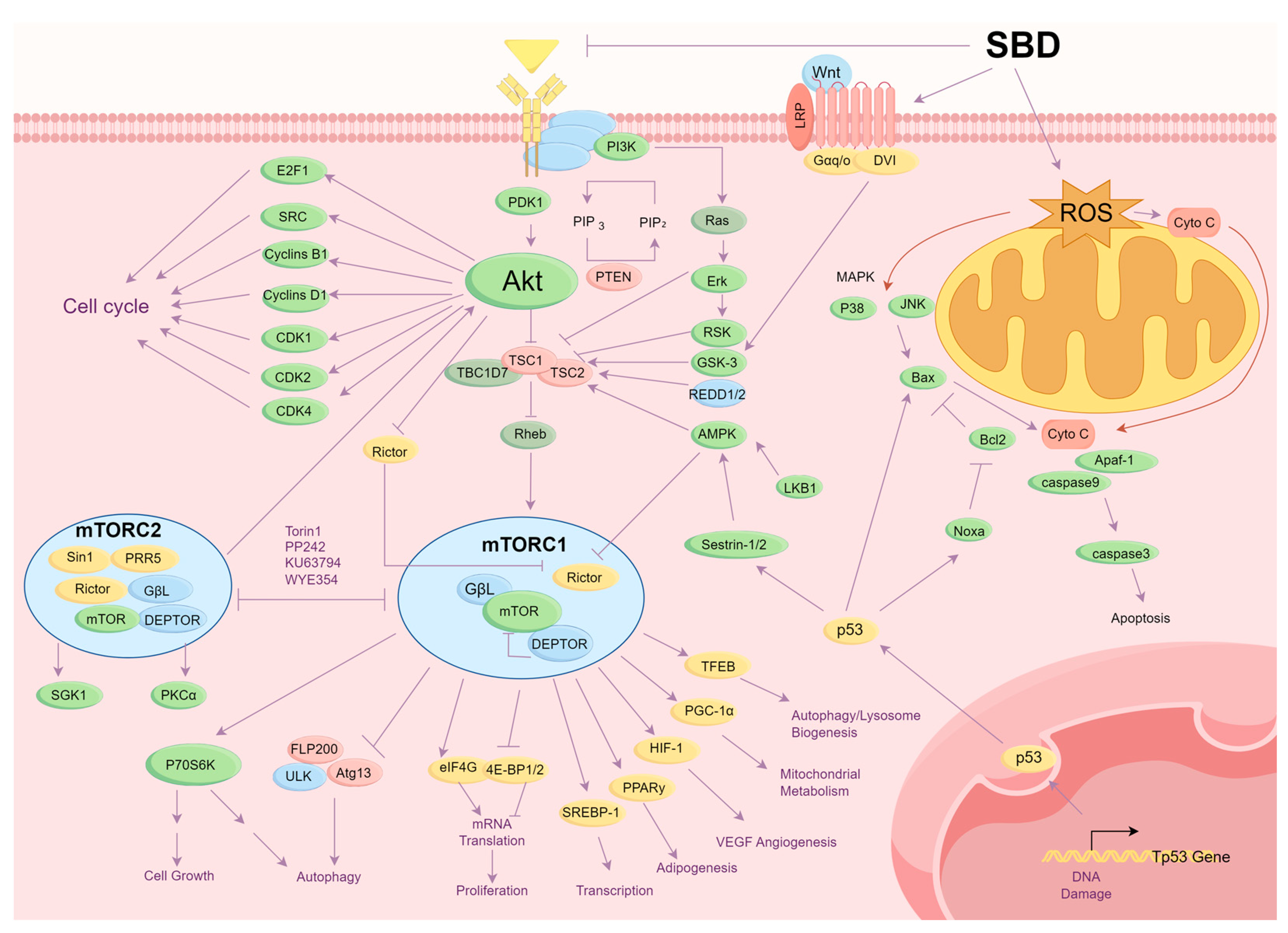 Molecules 29 04134 g006