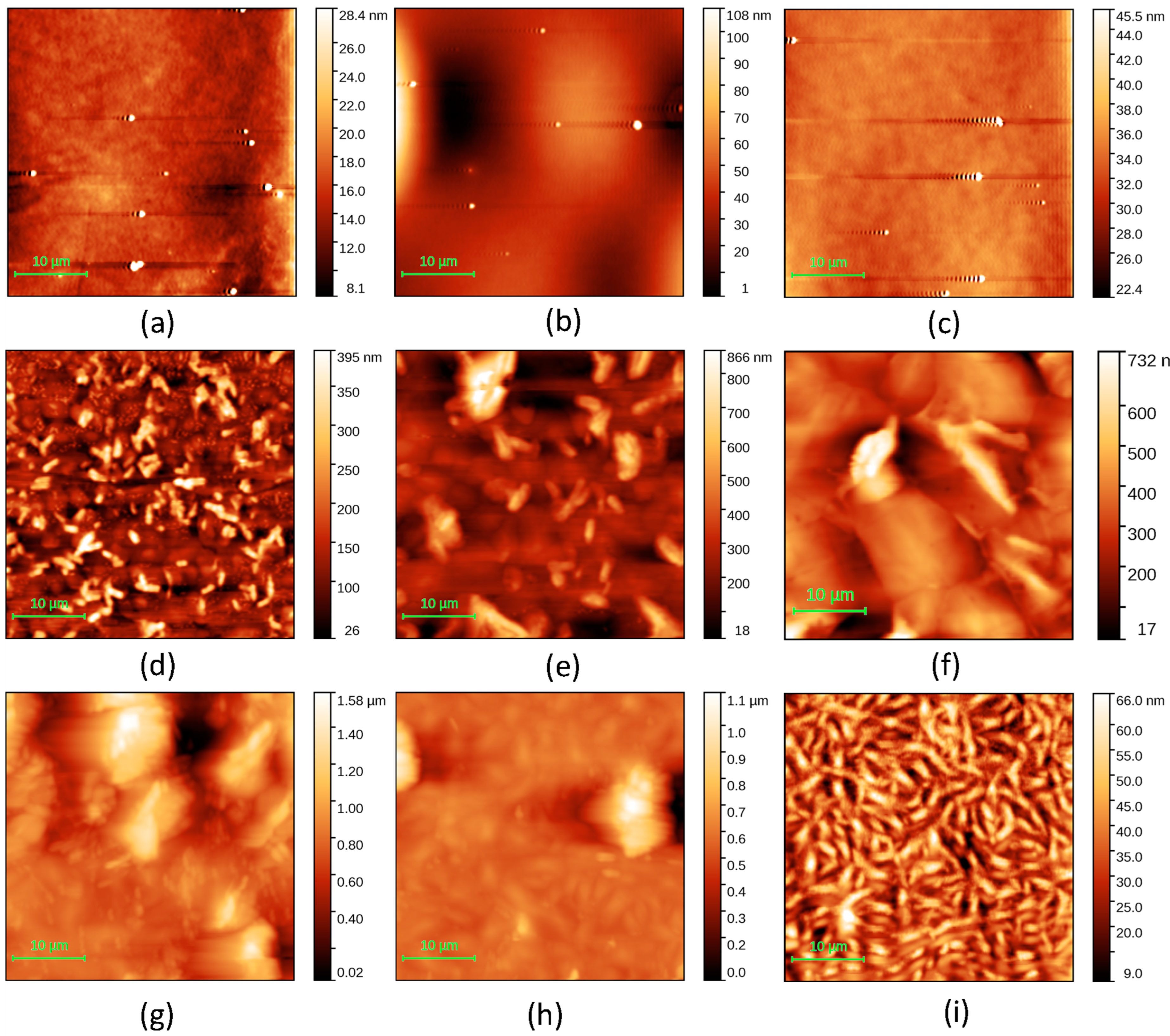 Molecules 29 04155 g005