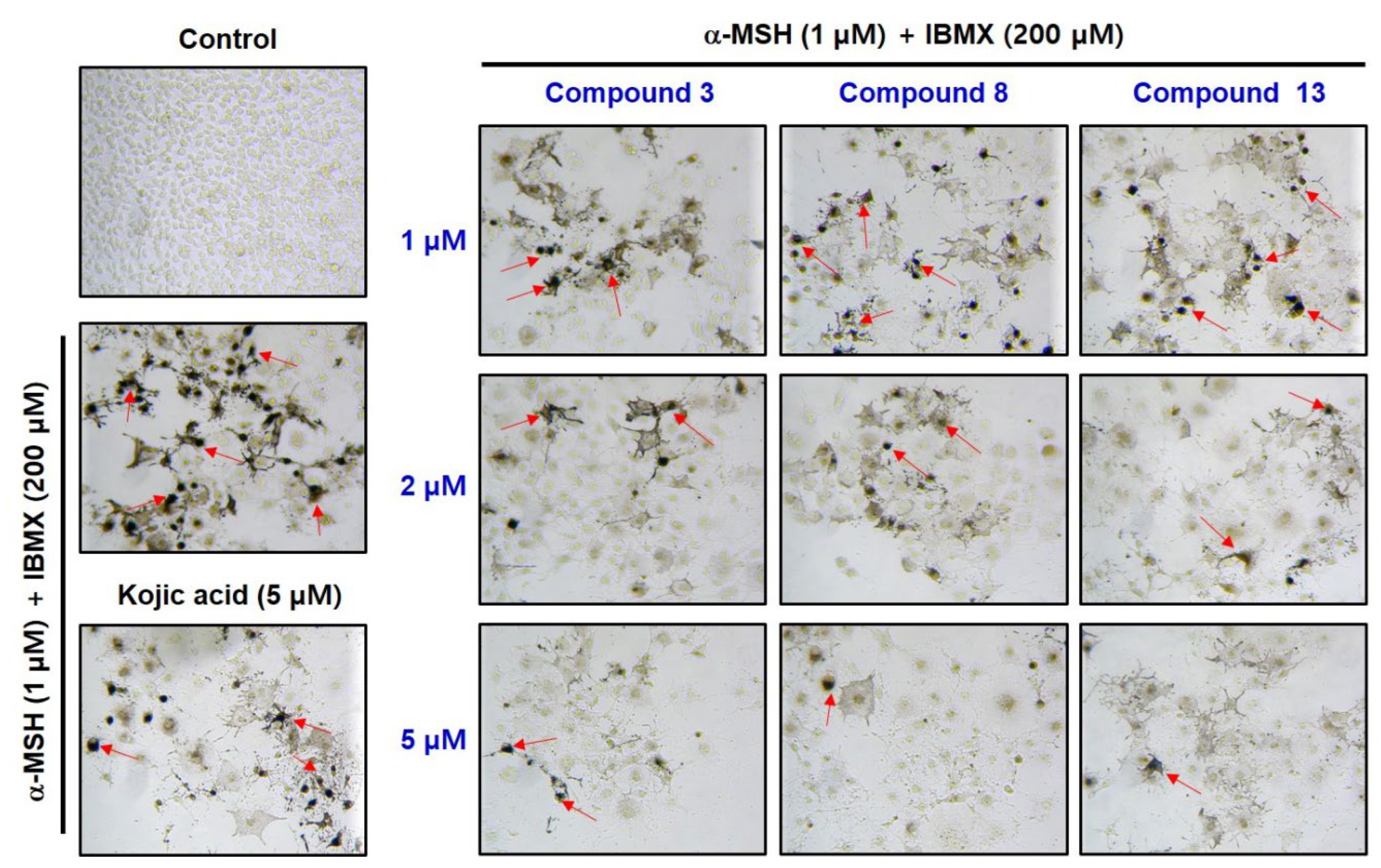 Molecules 29 04162 g011