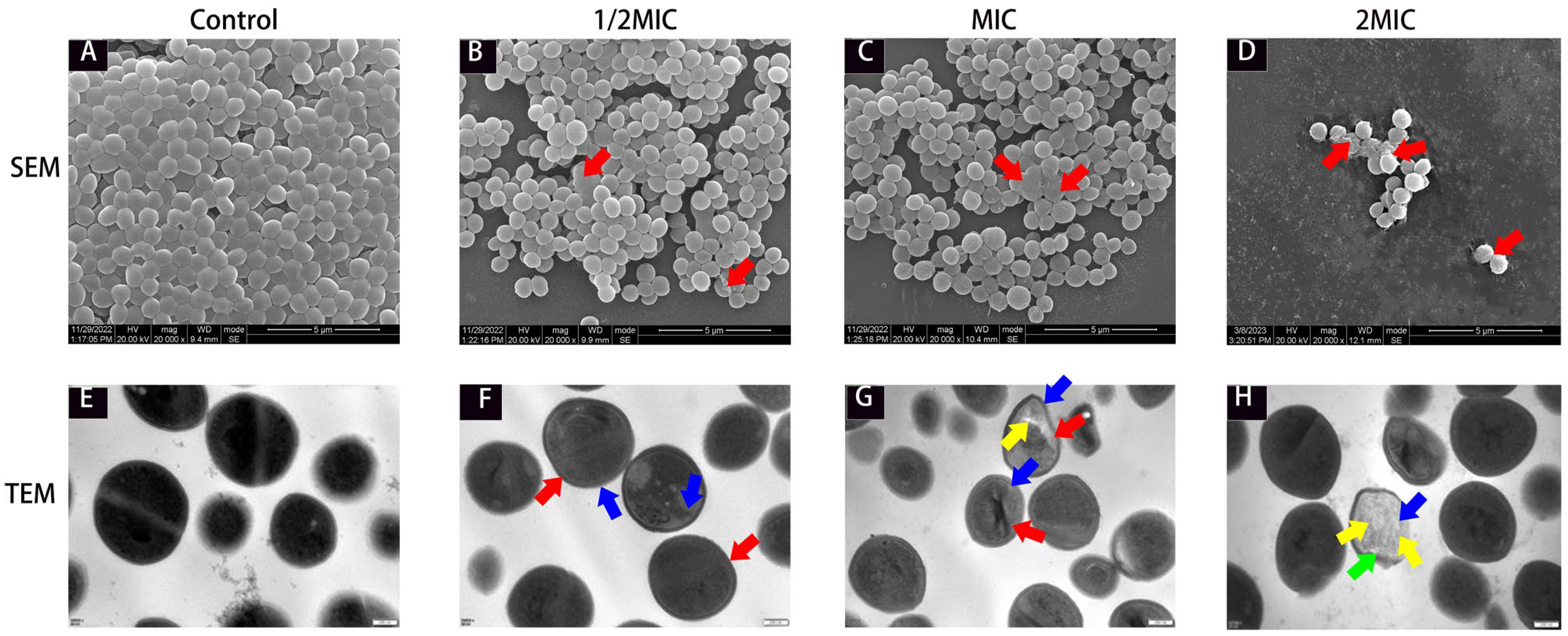 Molecules 29 04205 g003