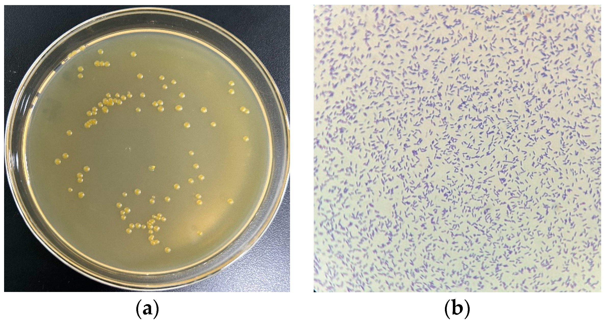 Molecules 29 04235 g001 Molecules 29 04235 g001