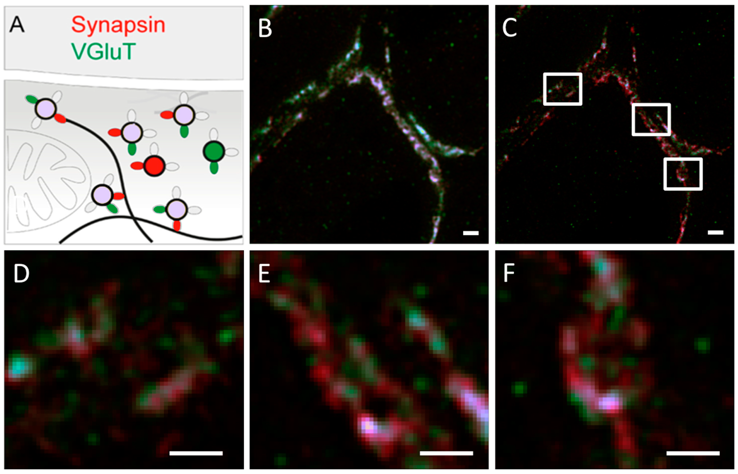 Molecules 29 04243 g024