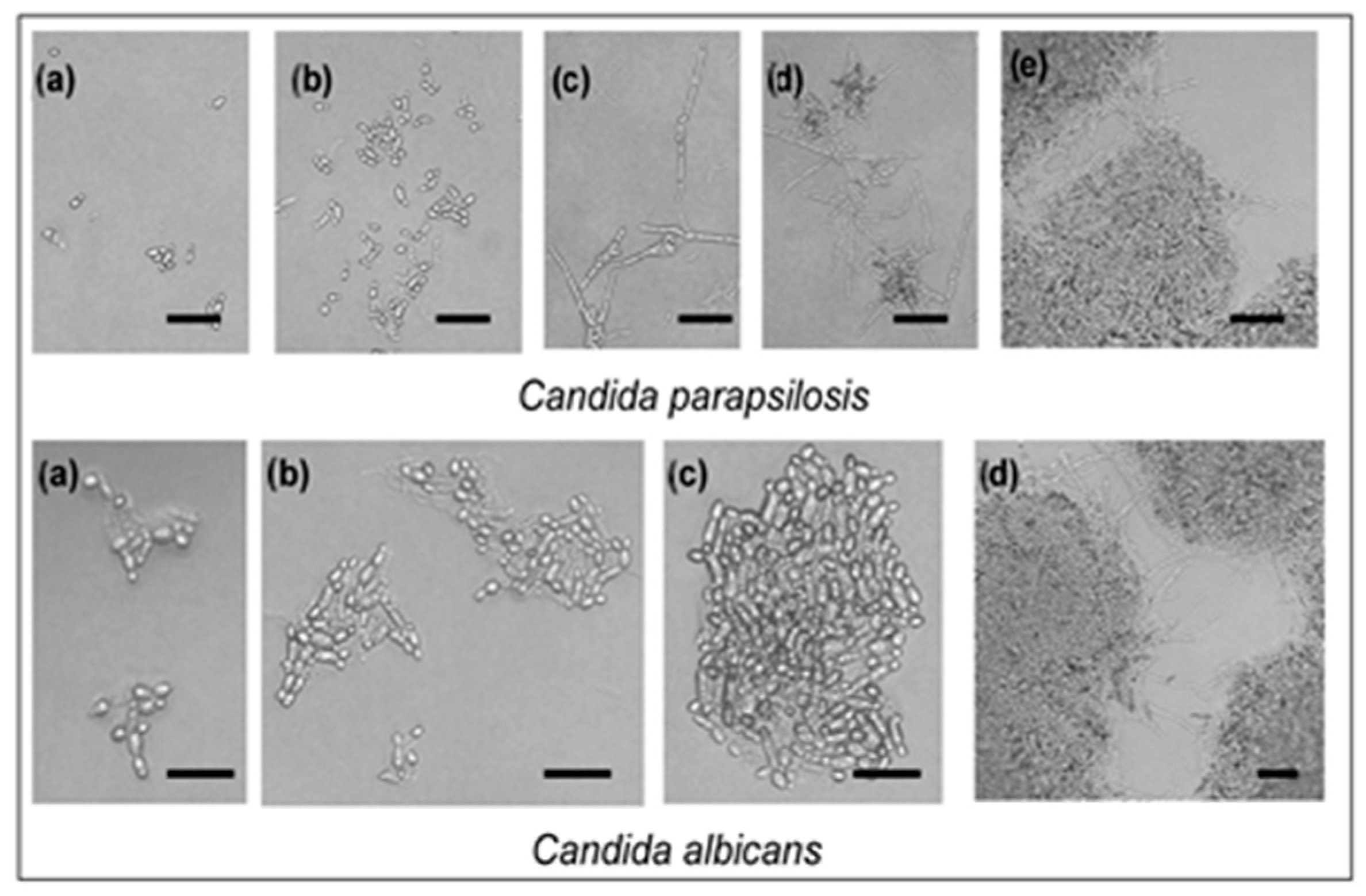 Molecules 29 04252 g003 Molecules 29 04252 g003