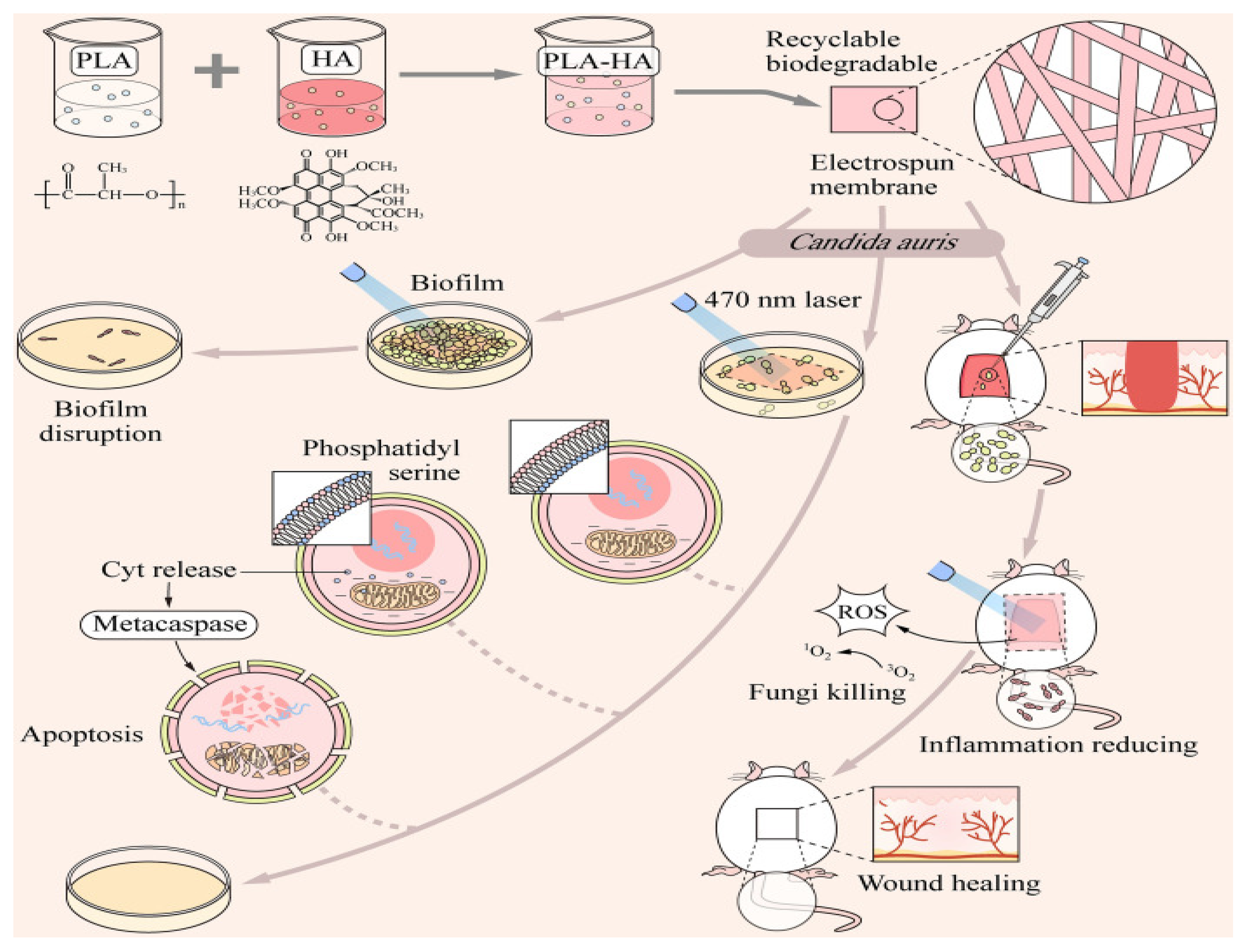 Molecules 29 04271 g006