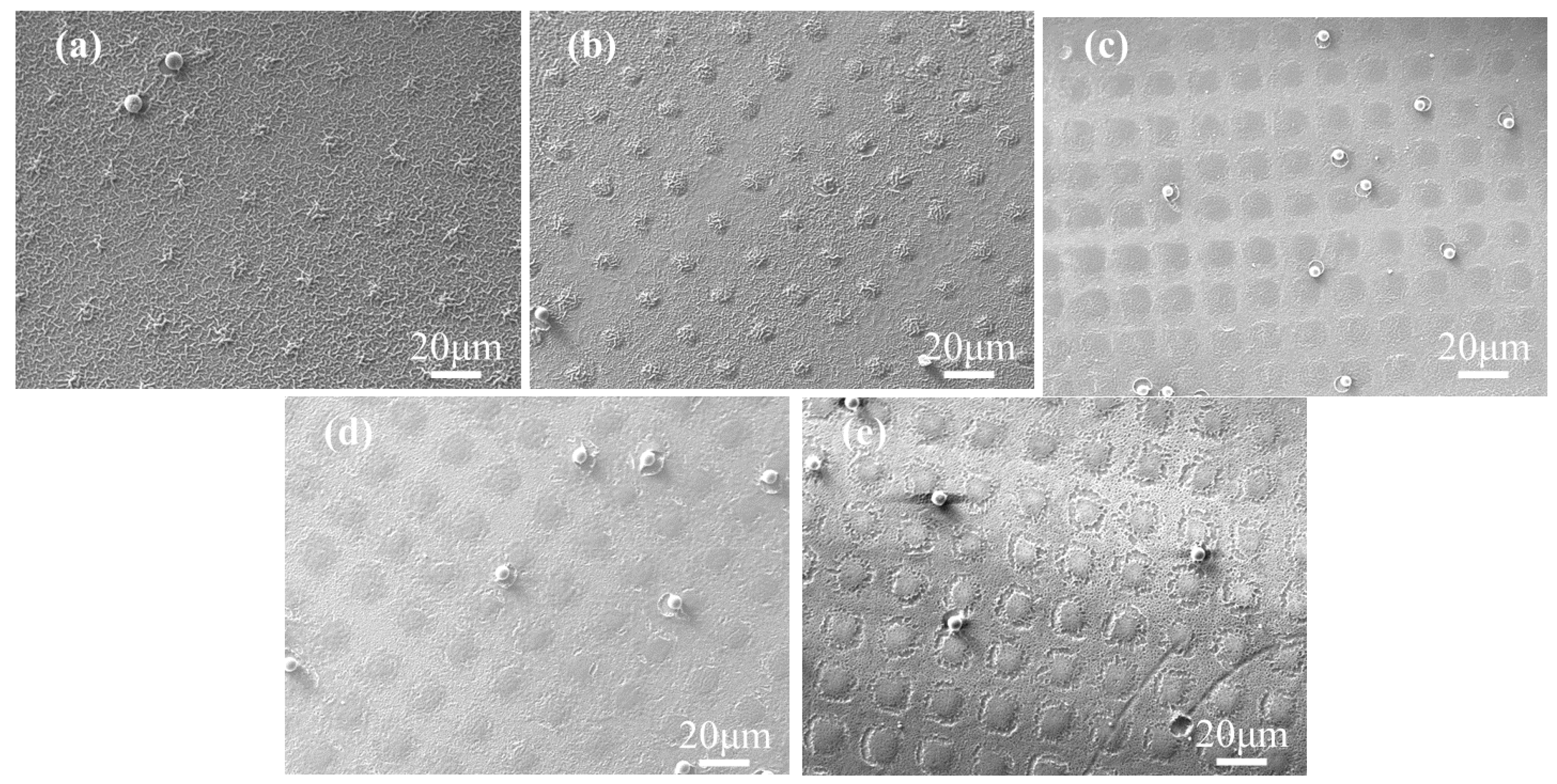 Molecules 29 04276 g001