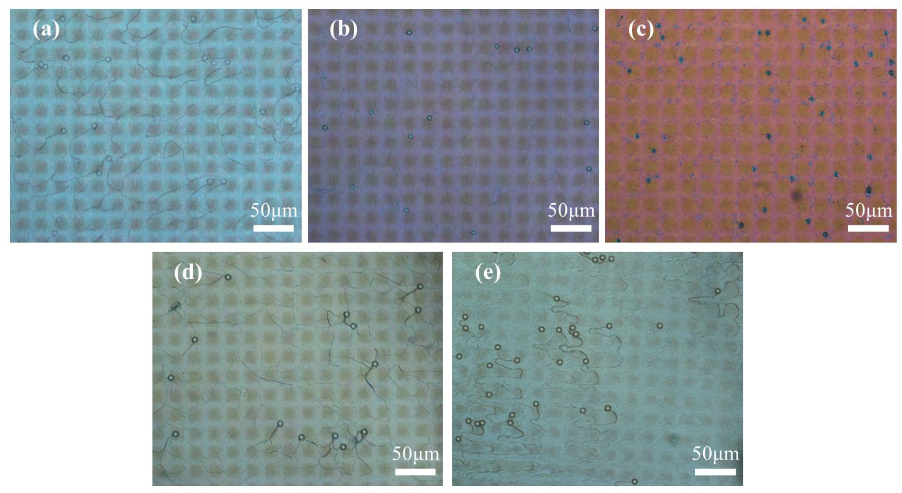 Molecules 29 04276 g006