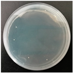 Molecules 29 04286 i002