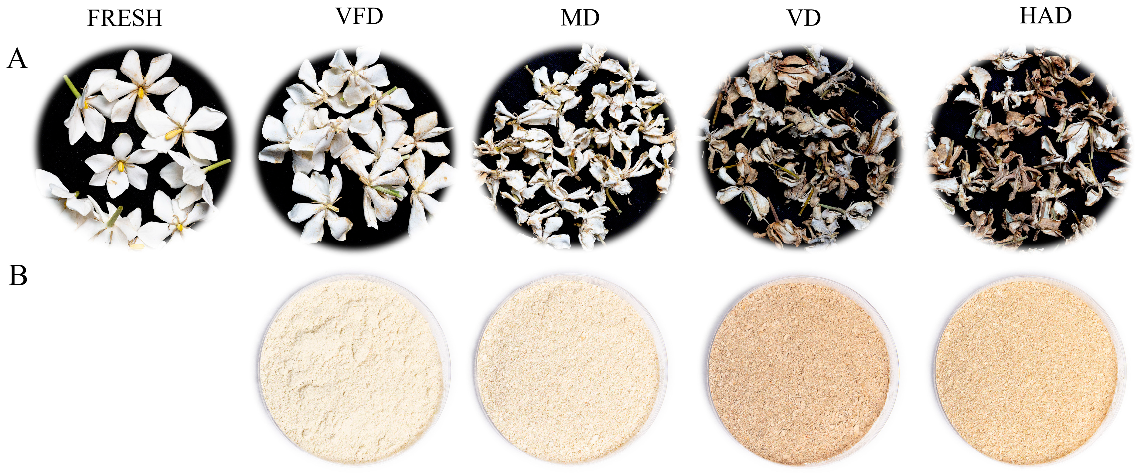 Molecules 29 04300 g001