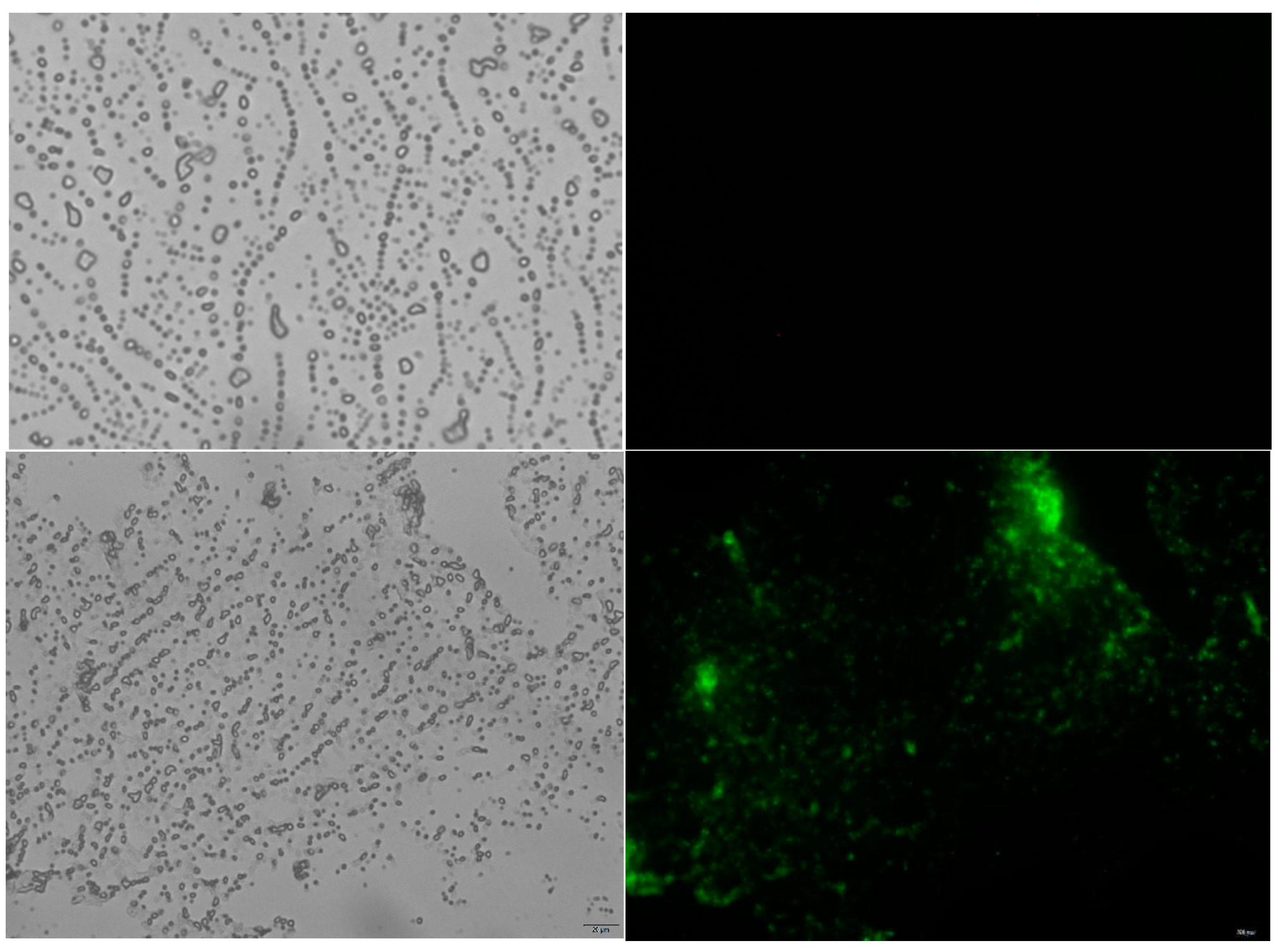 Molecules 29 04302 g003
