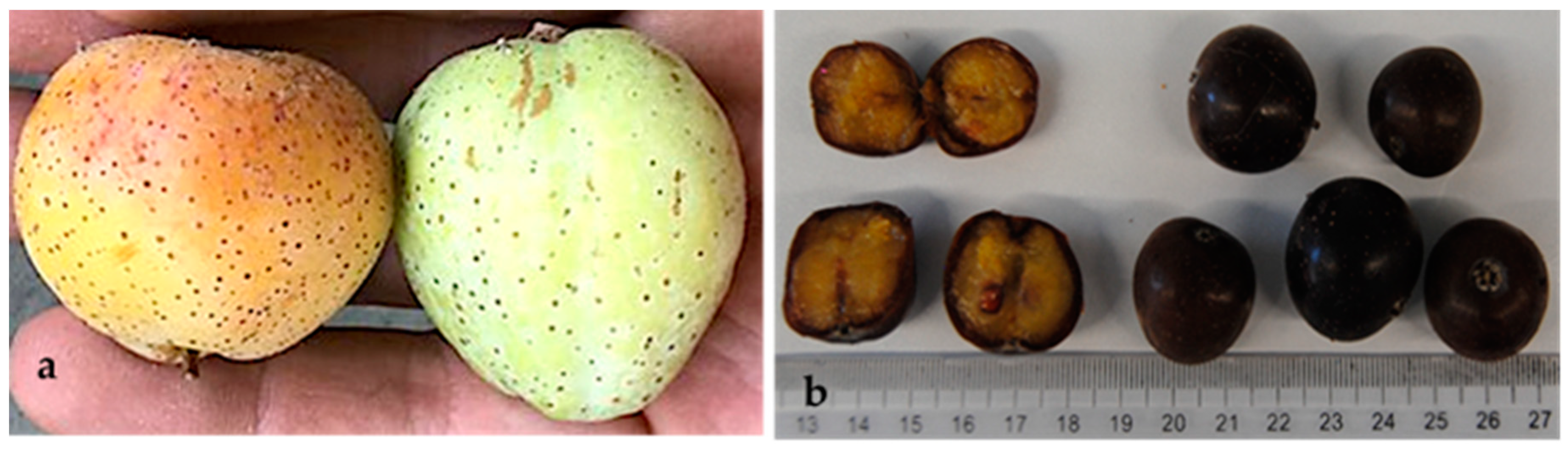 Molecules 29 04321 g004 Molecules 29 04321 g004