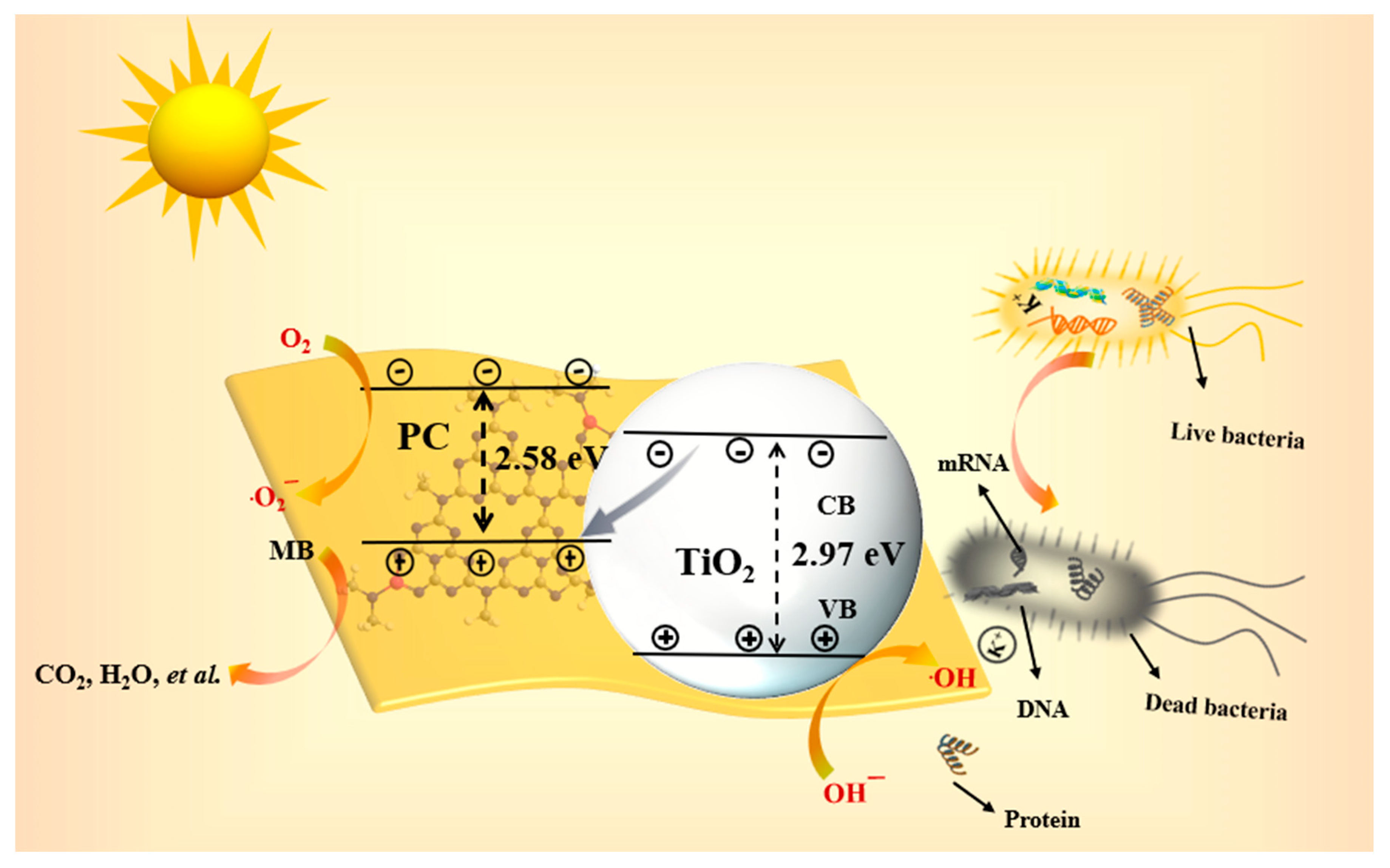 Molecules 29 04342 g006