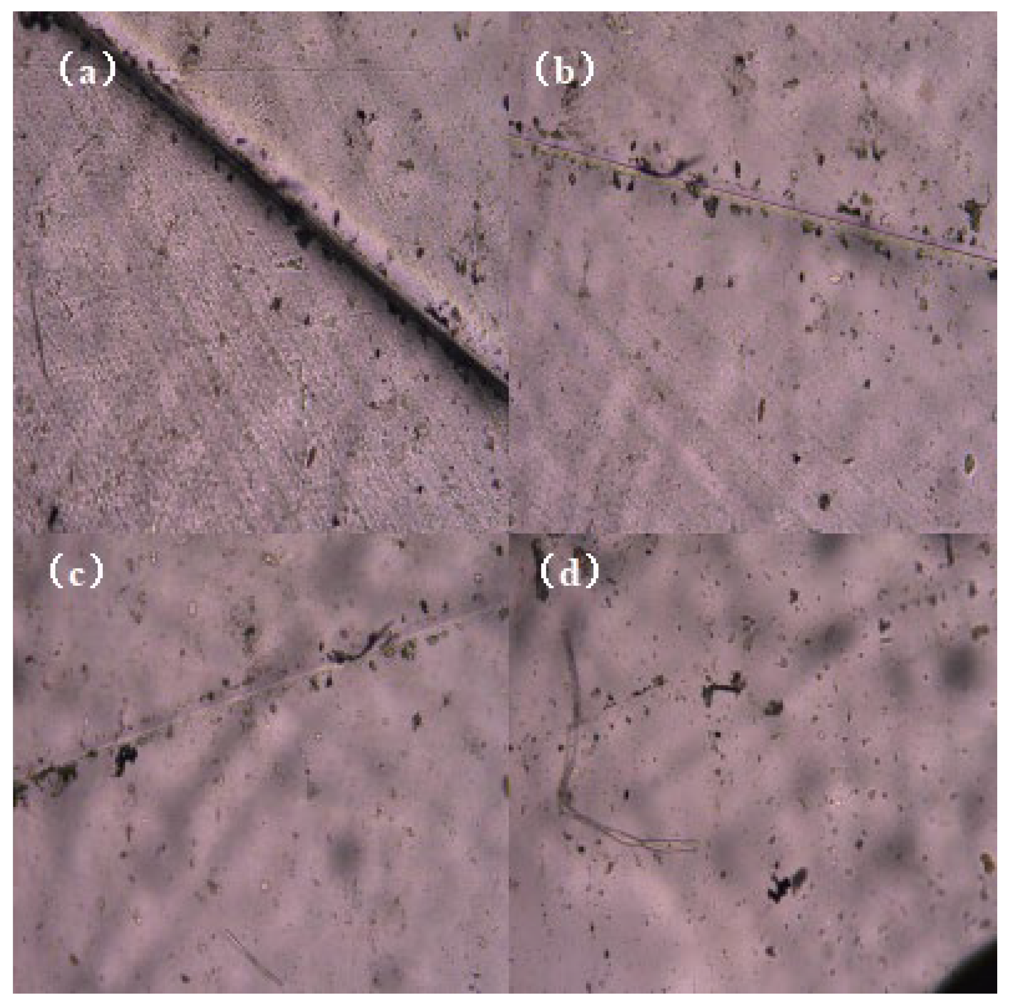 Molecules 29 04364 g007