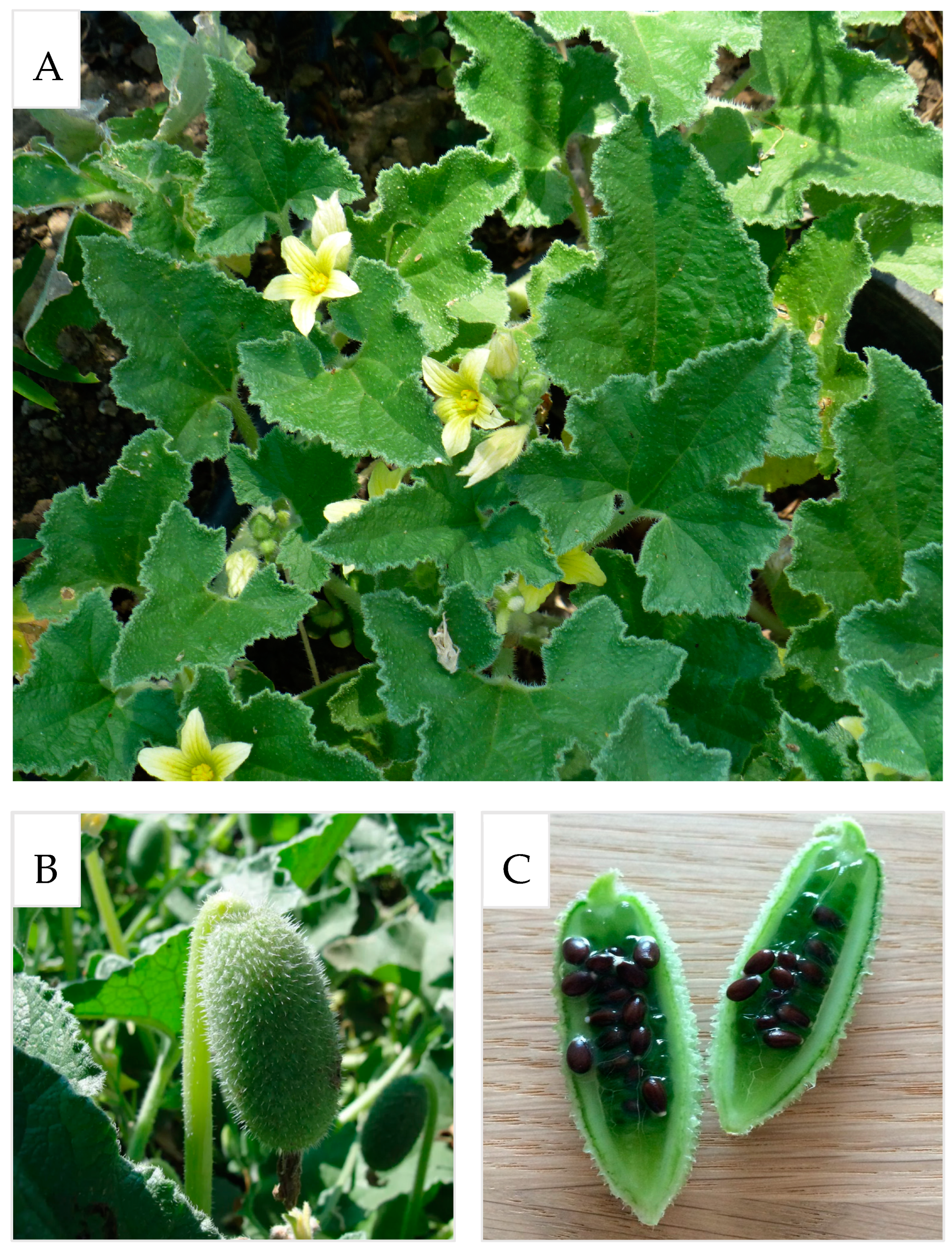 Molecules 29 04377 g001 Molecules 29 04377 g001