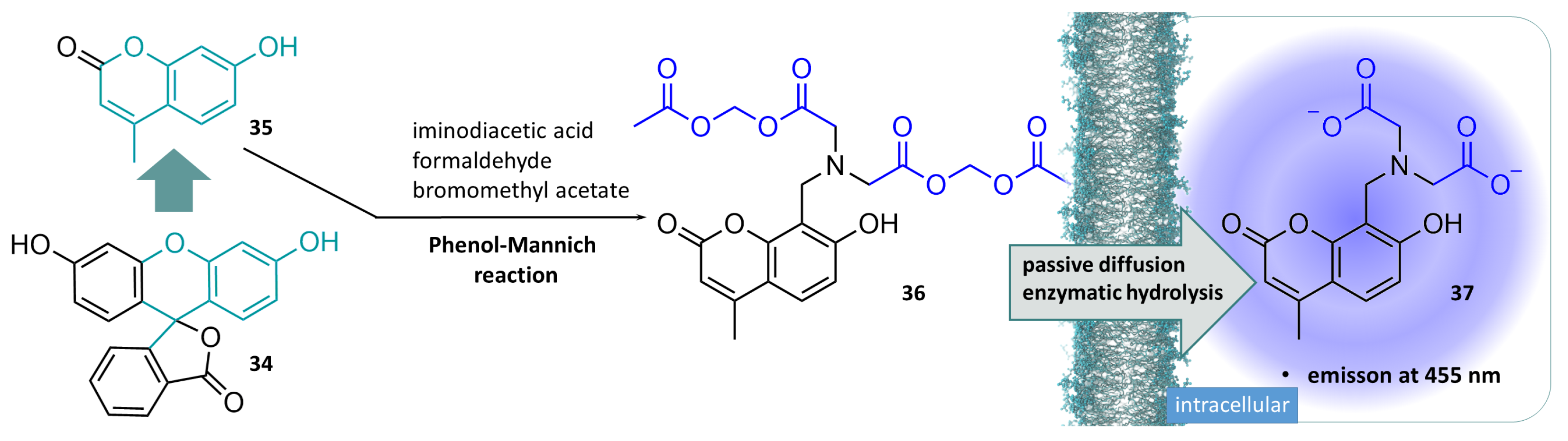 Molecules 29 04451 g010