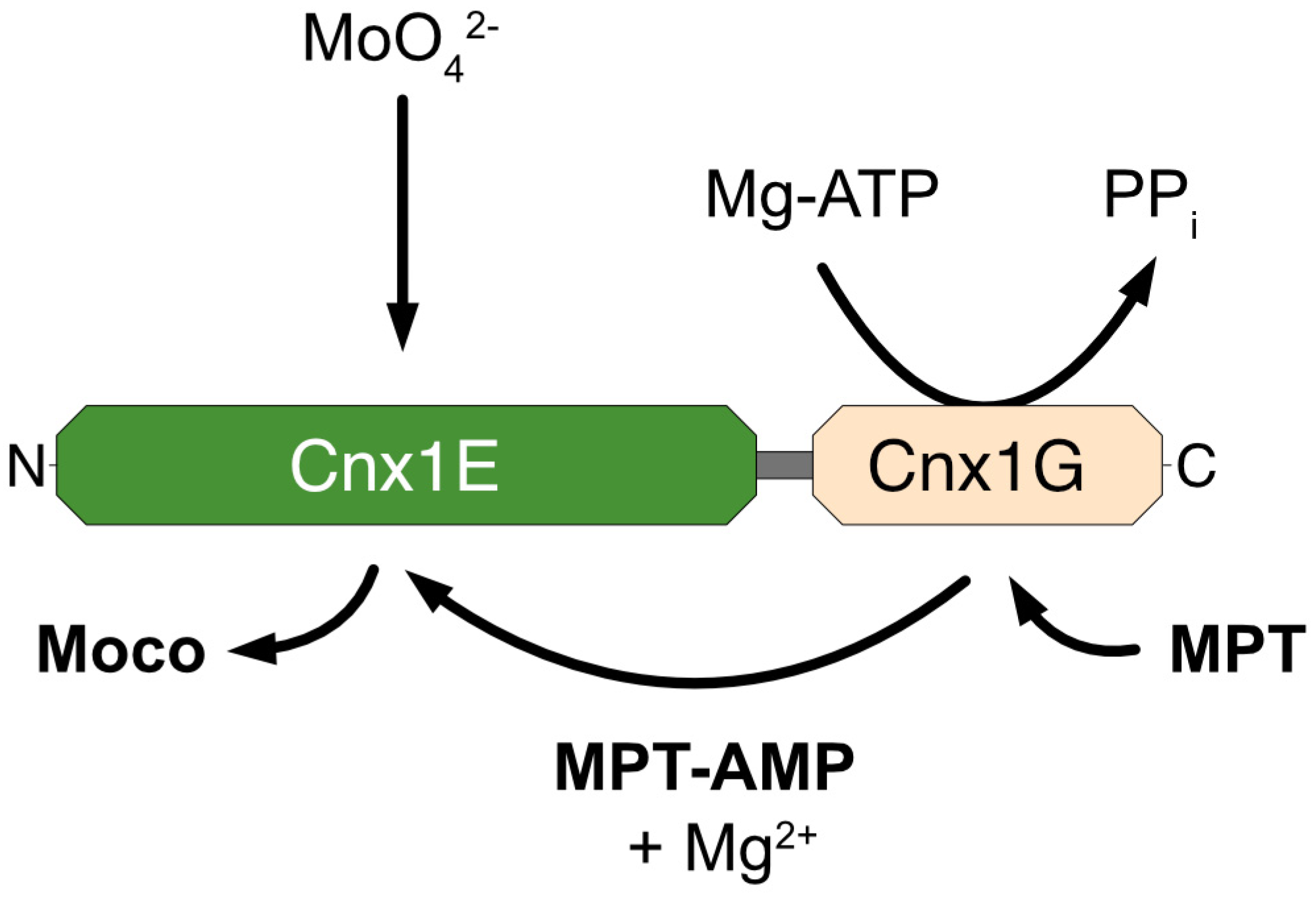 Molecules 29 04458 g005