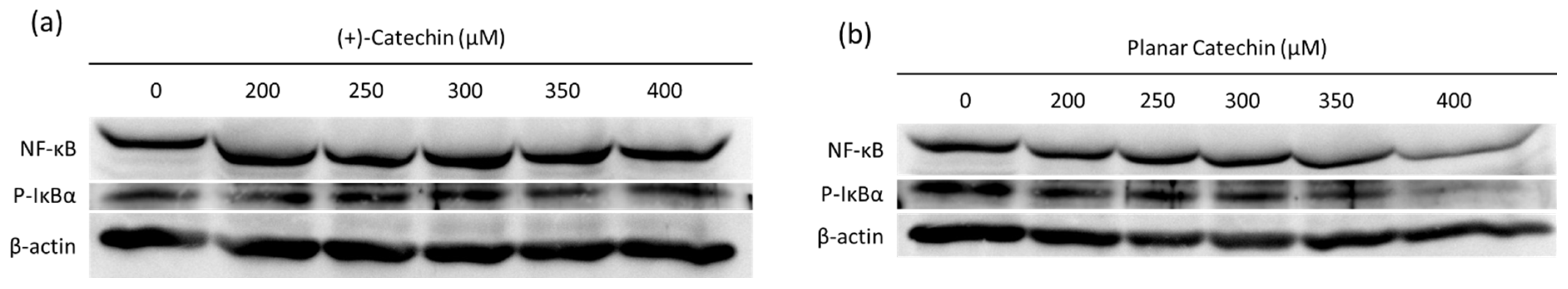 Molecules 29 04467 g004a