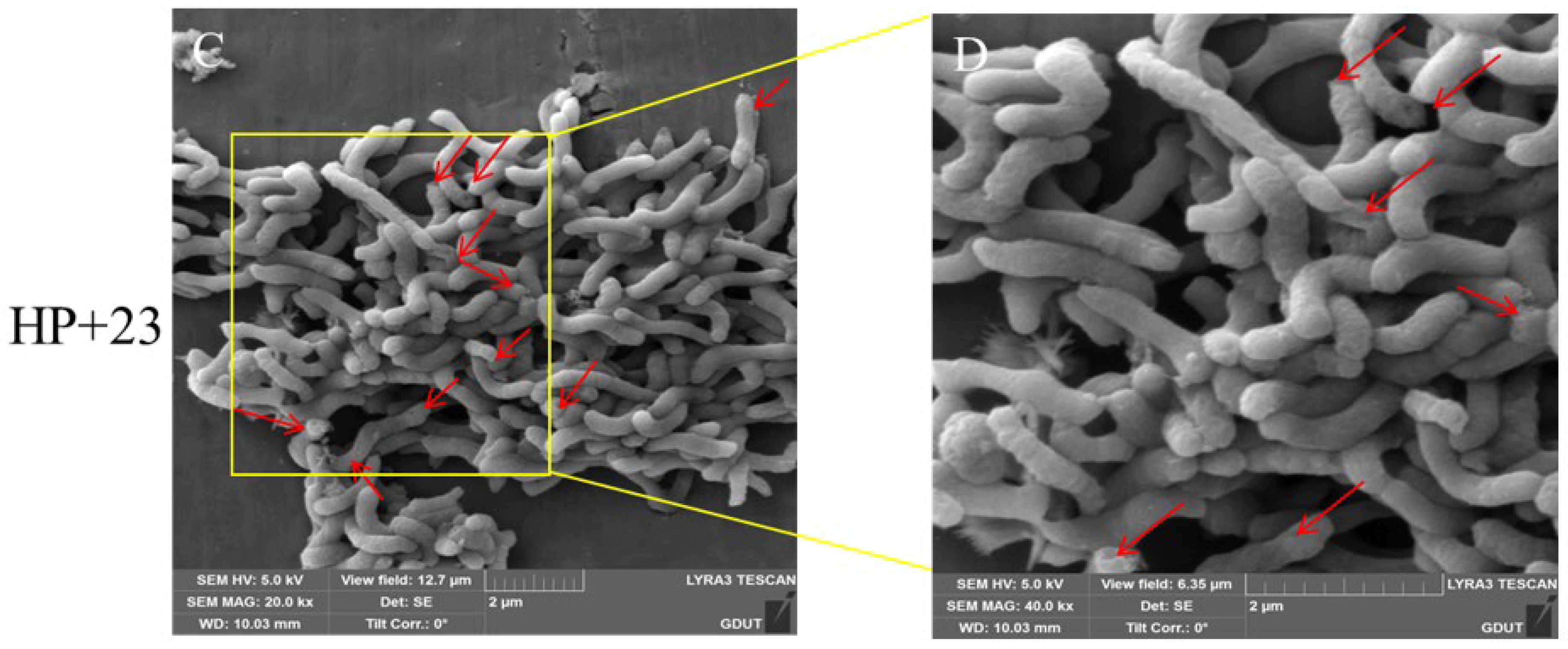 Molecules 29 04548 g003b