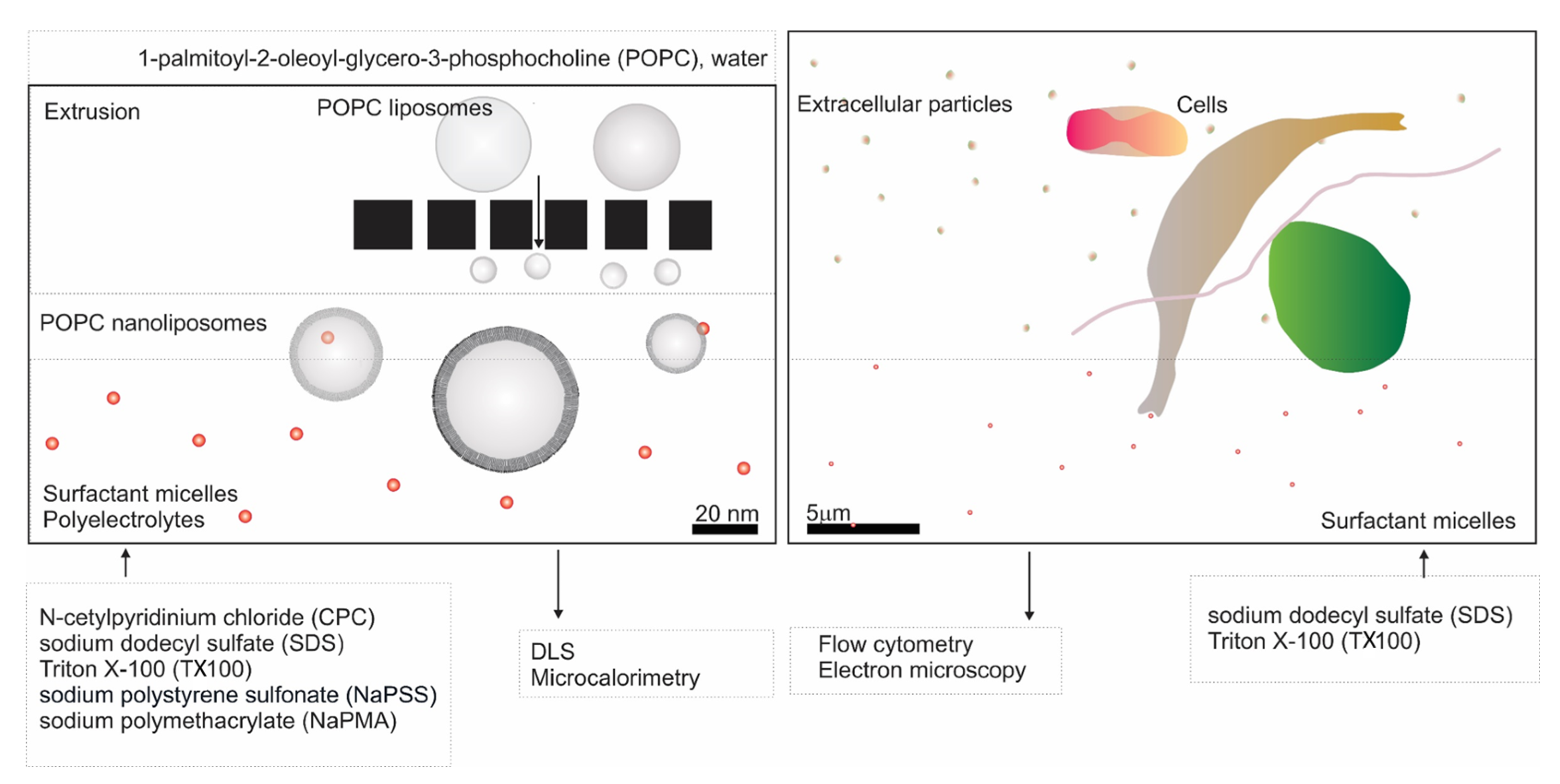 Molecules 29 04590 g001