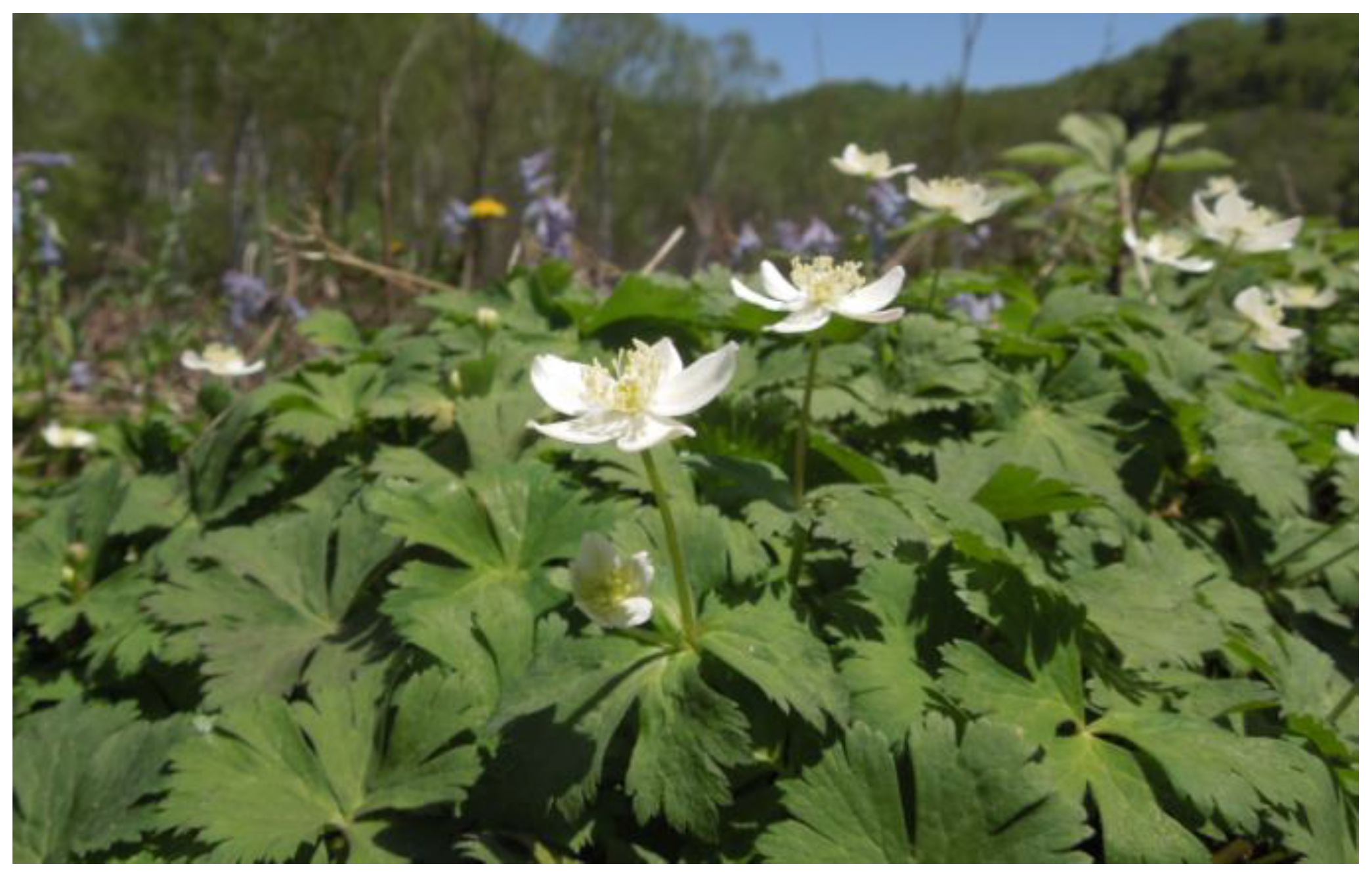 Molecules 29 04602 g001 Molecules 29 04602 g001