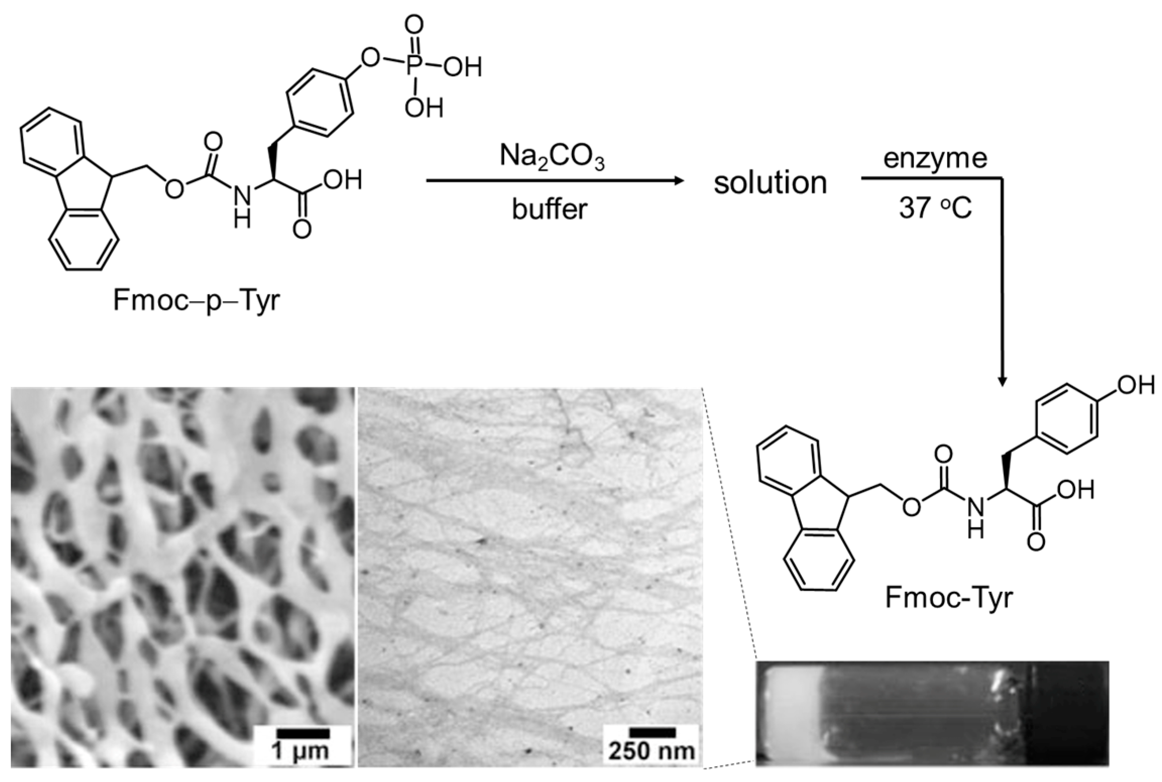 Molecules 29 04705 g012 Molecules 29 04705 g012