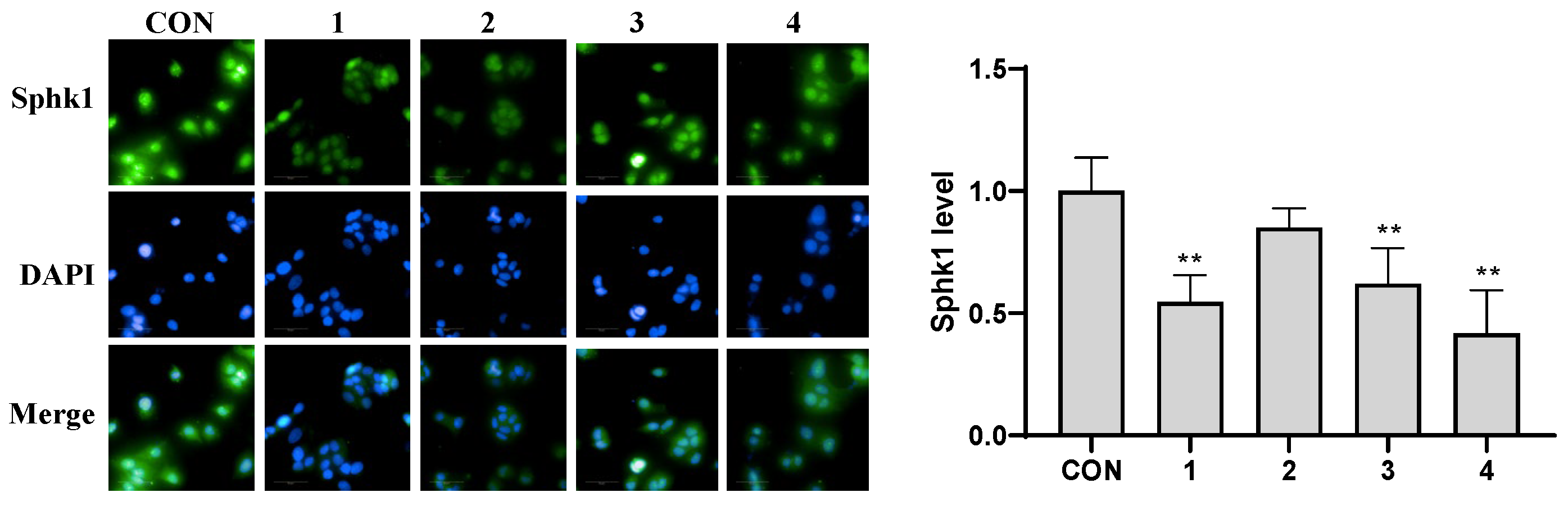 Molecules 29 04711 g006