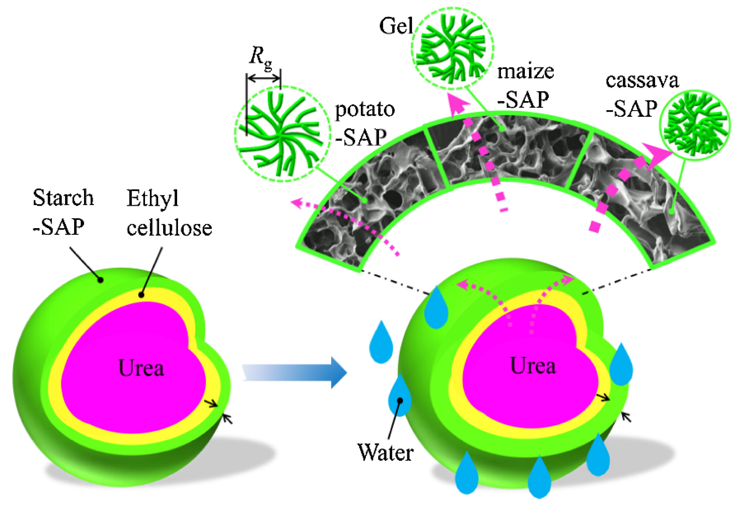 Molecules 29 04835 g007