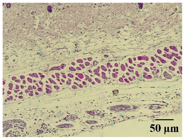 Molecules 29 04964 i001