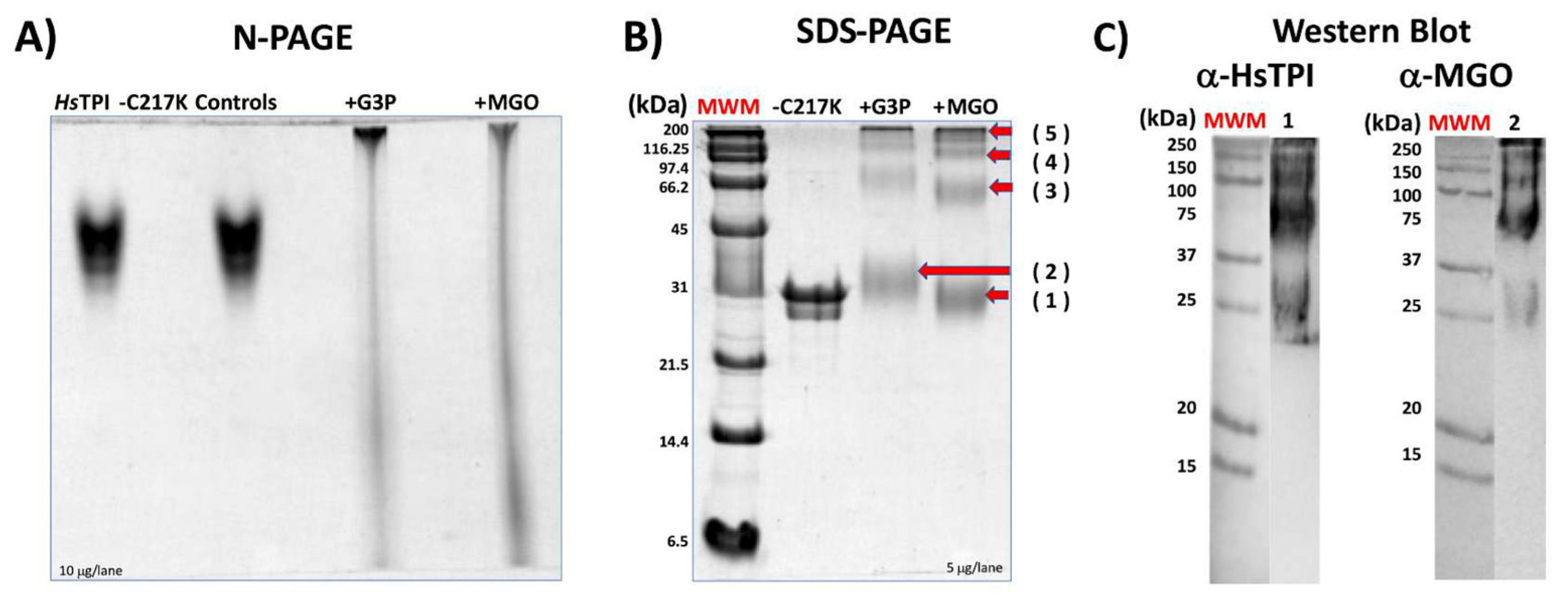 Molecules 29 05047 g009