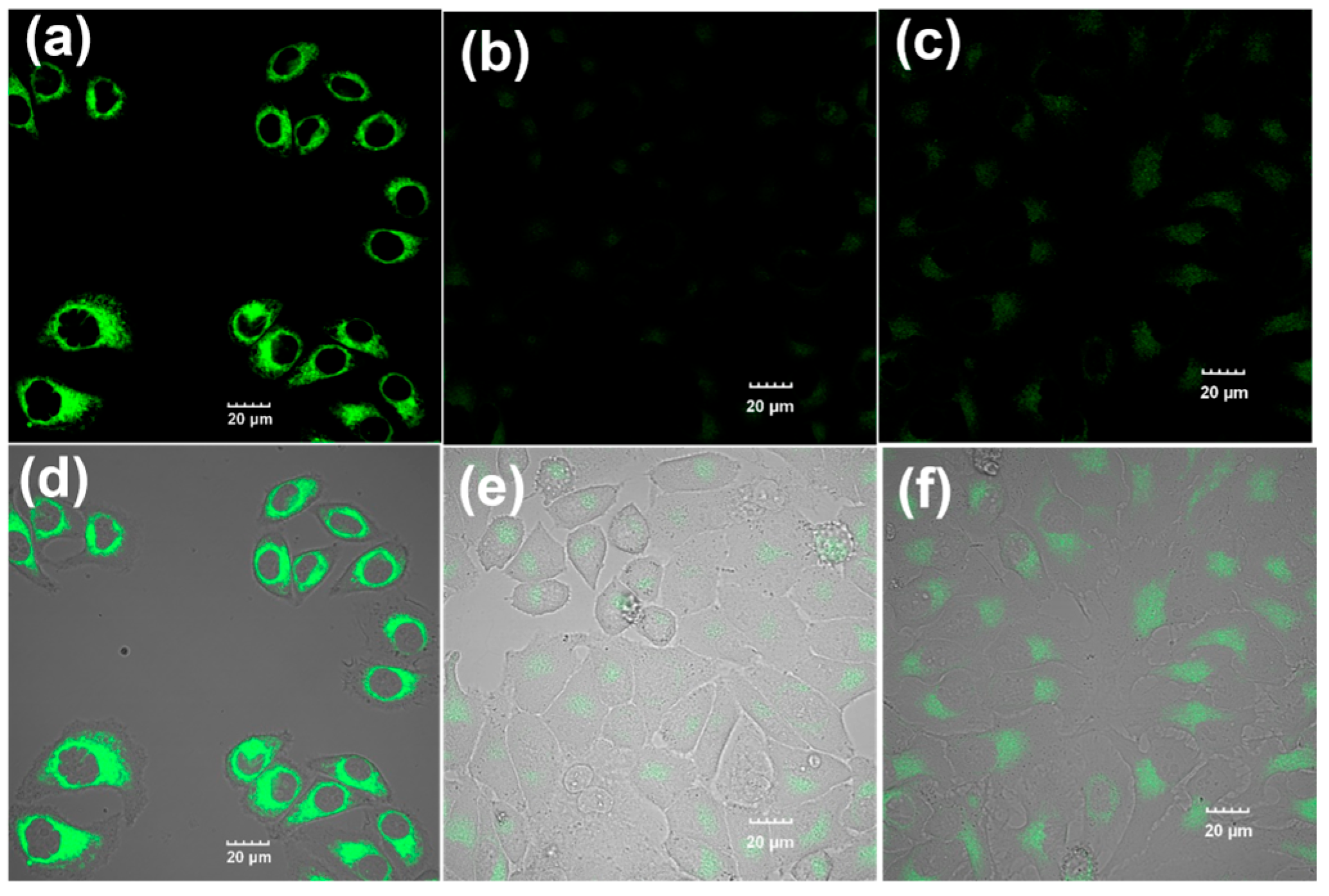 Molecules 29 05196 g004