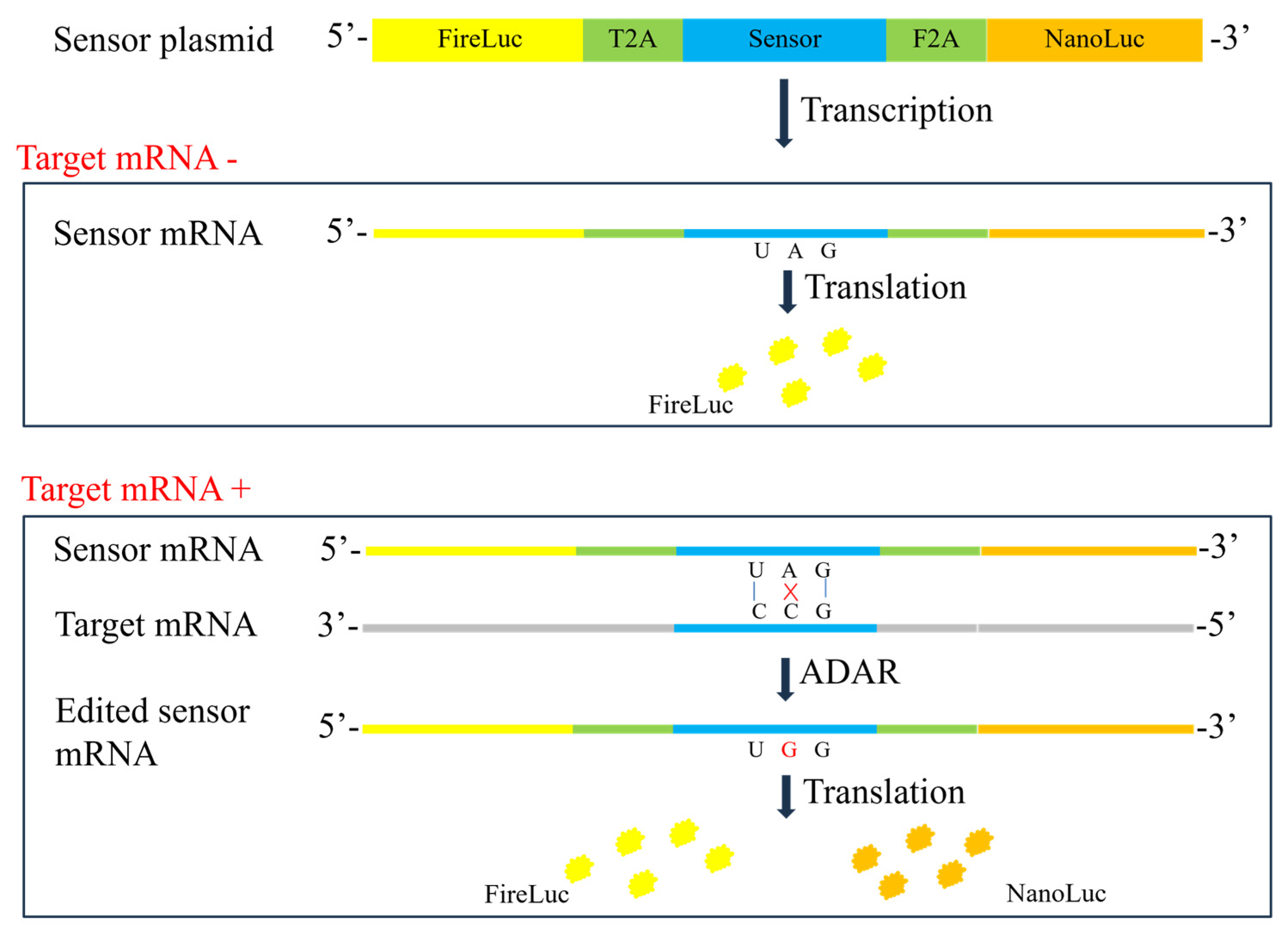 Molecules 29 05312 g001
