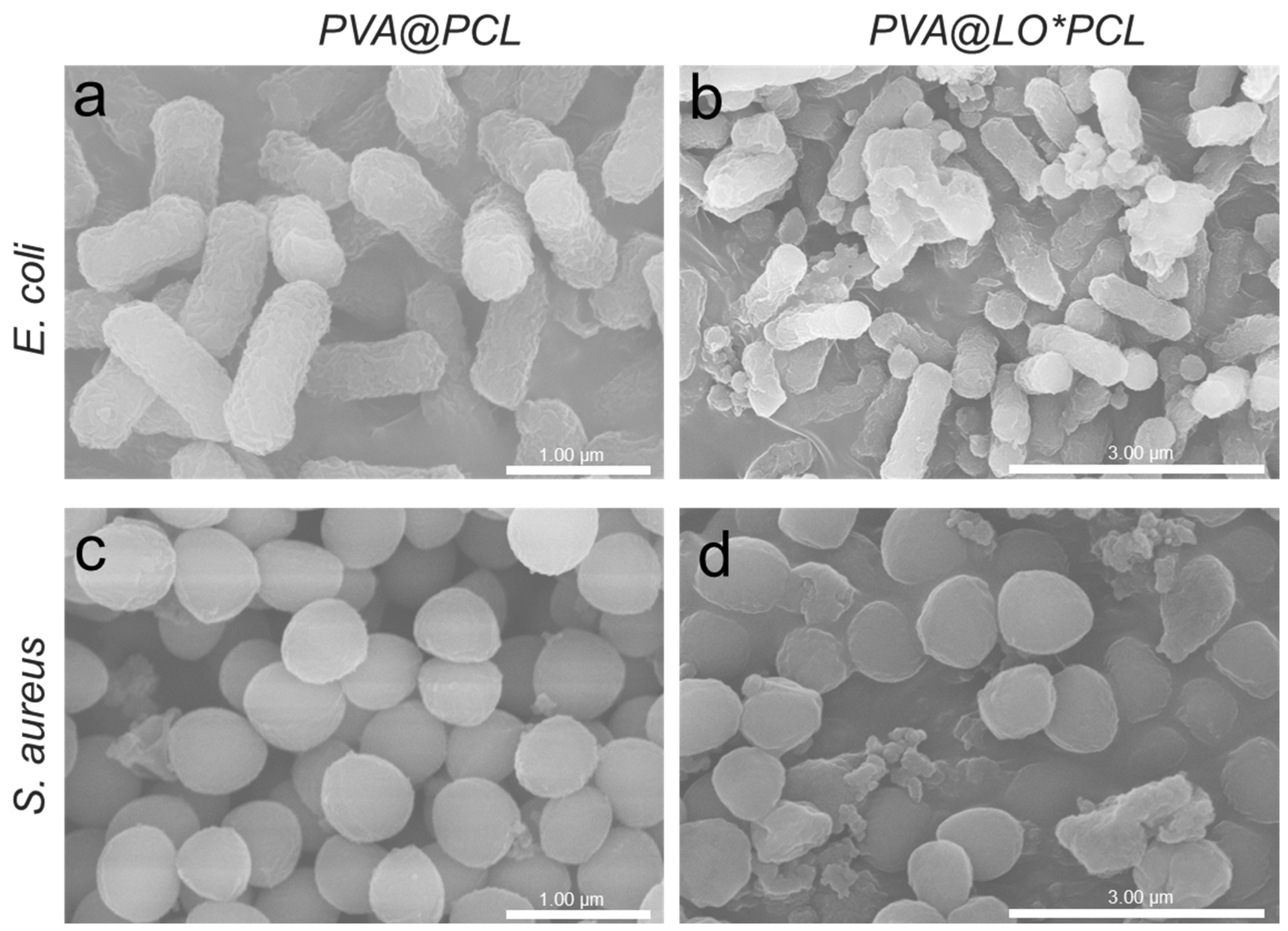 Molecules 29 05461 g008